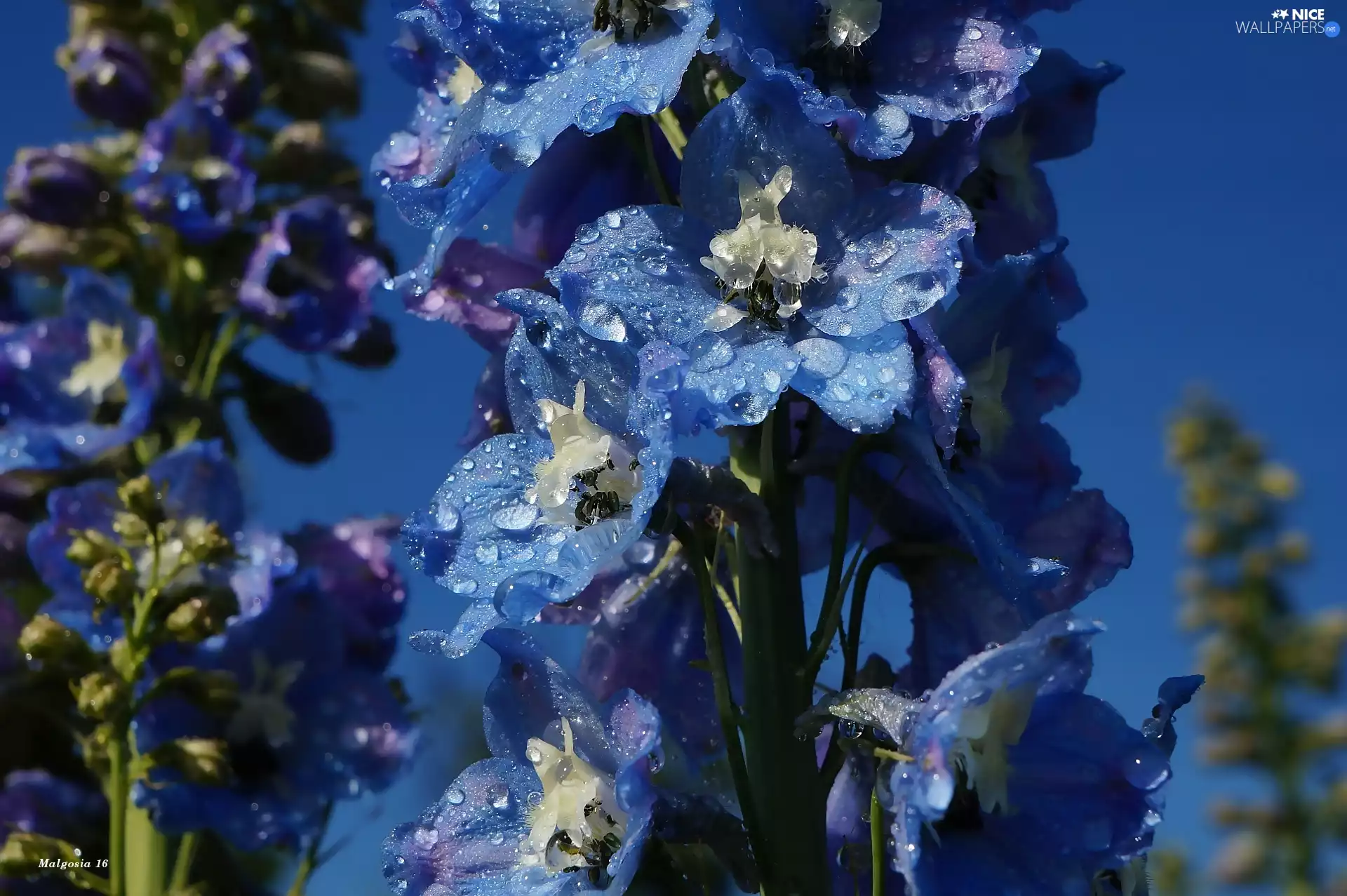 drops, Sky, Blue, Delphinium, Flowers