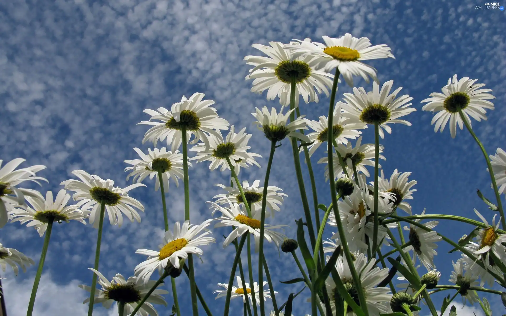 daisy, Sky