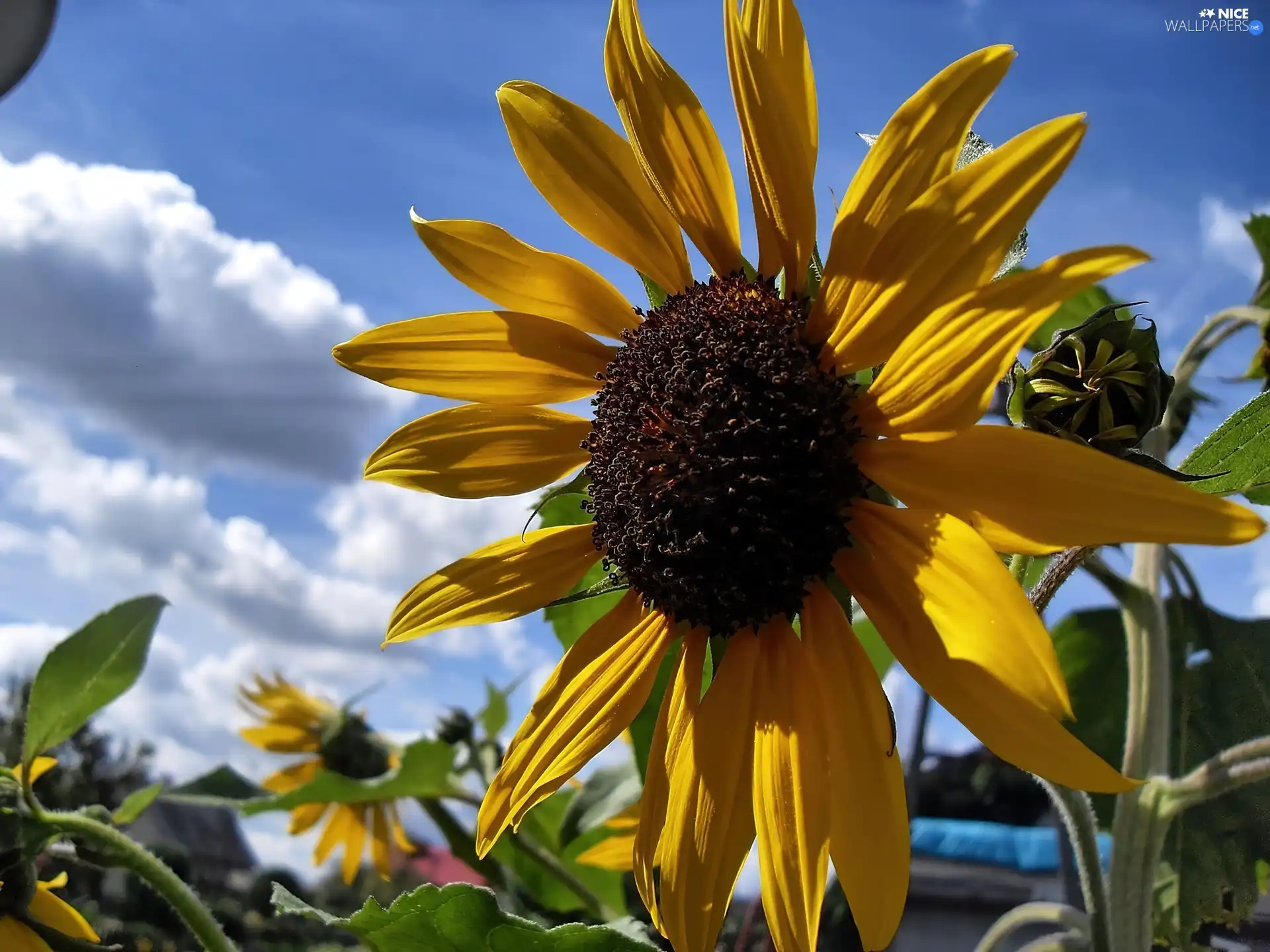 Sky, clouds, Garden, Sunflower, summer