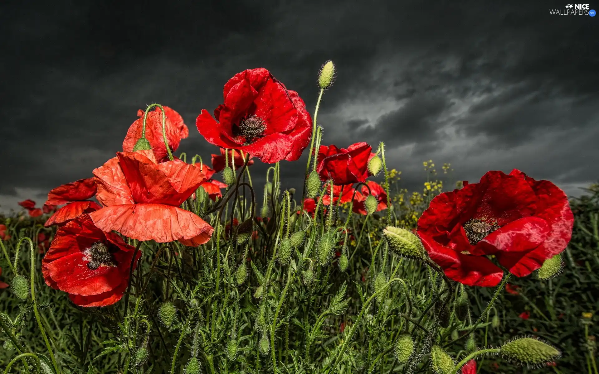 Sky, papavers, cloudy