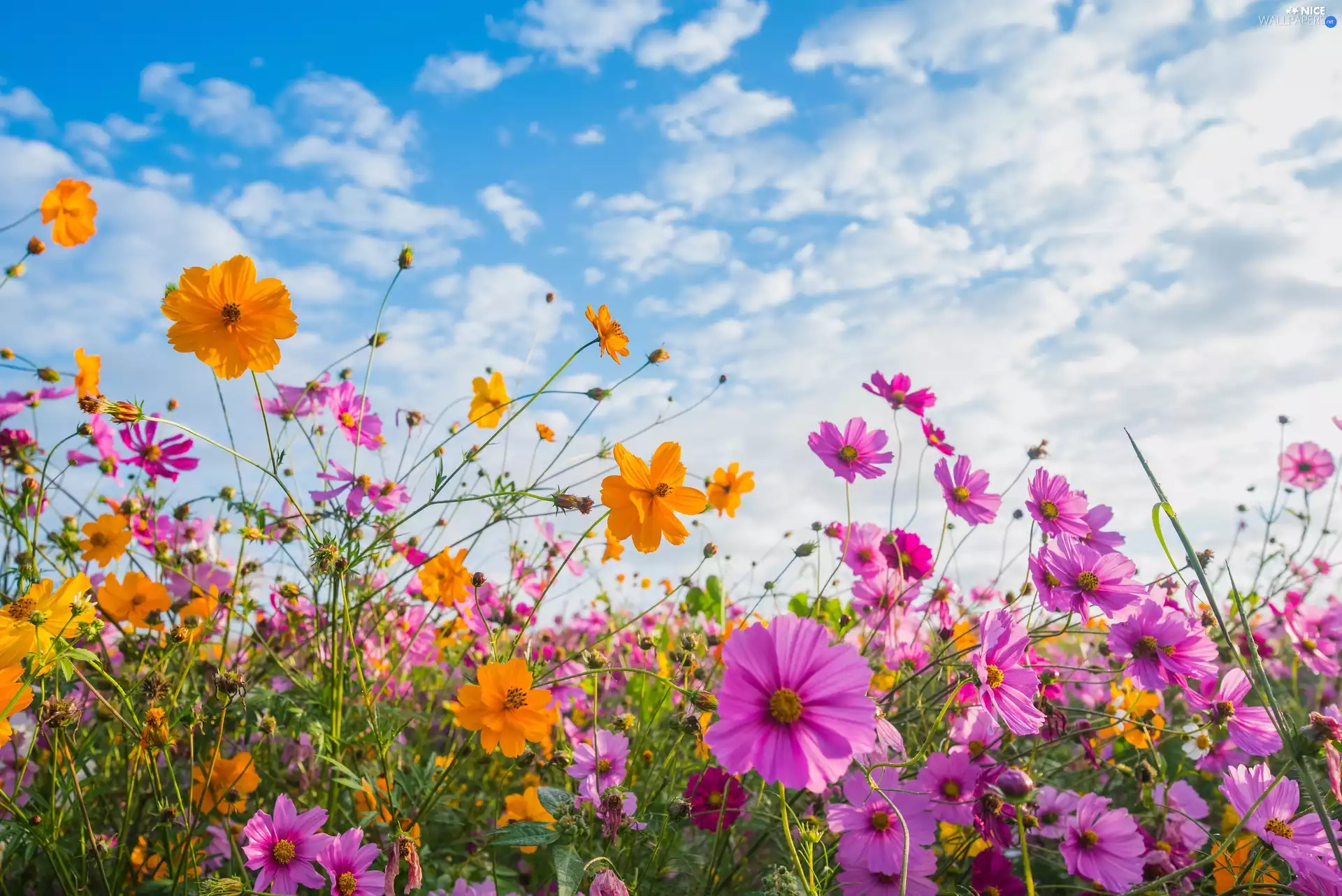 clouds, Sky, Cosmos, Meadow, Flowers