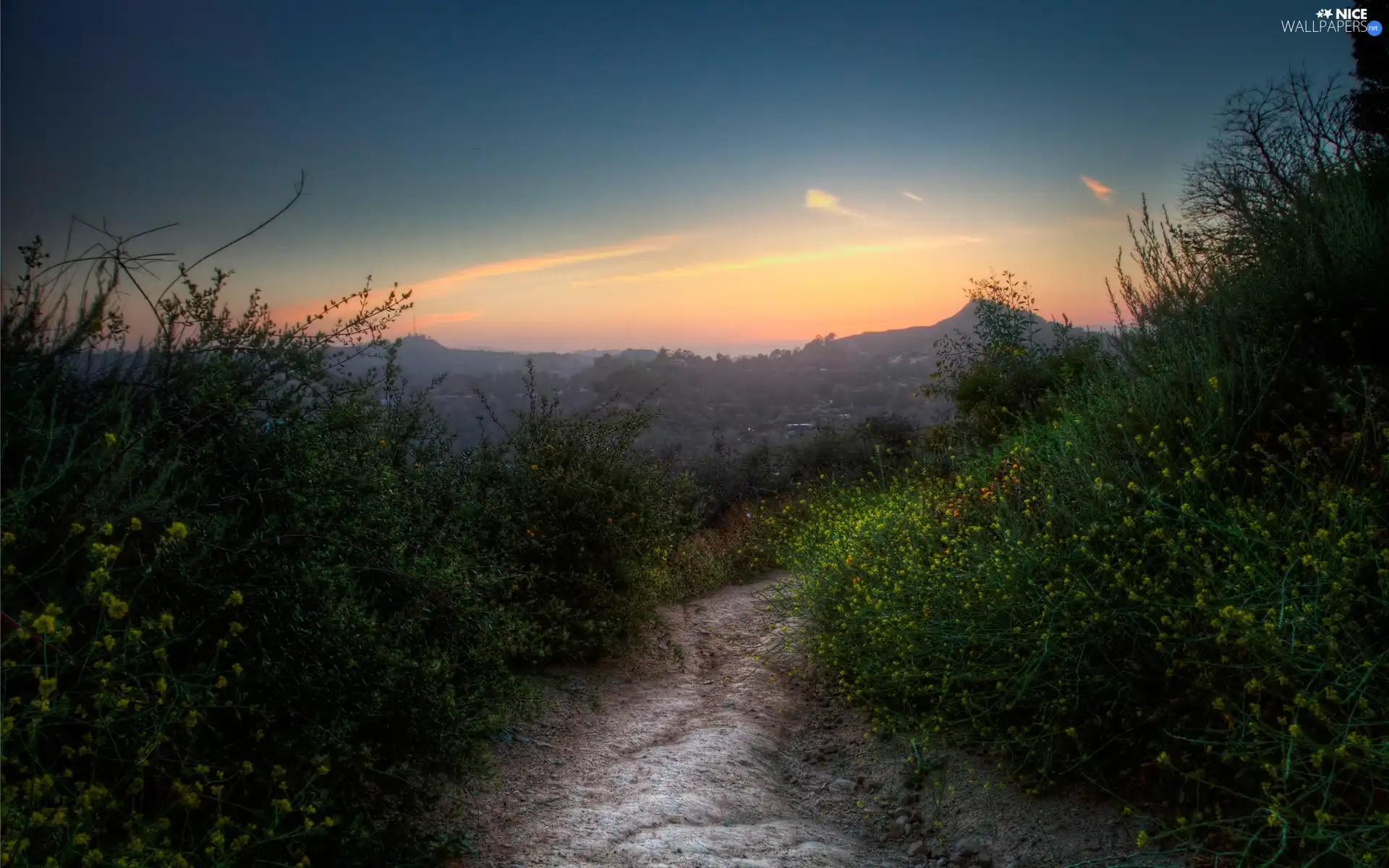 Field, Bush, Sky, Path