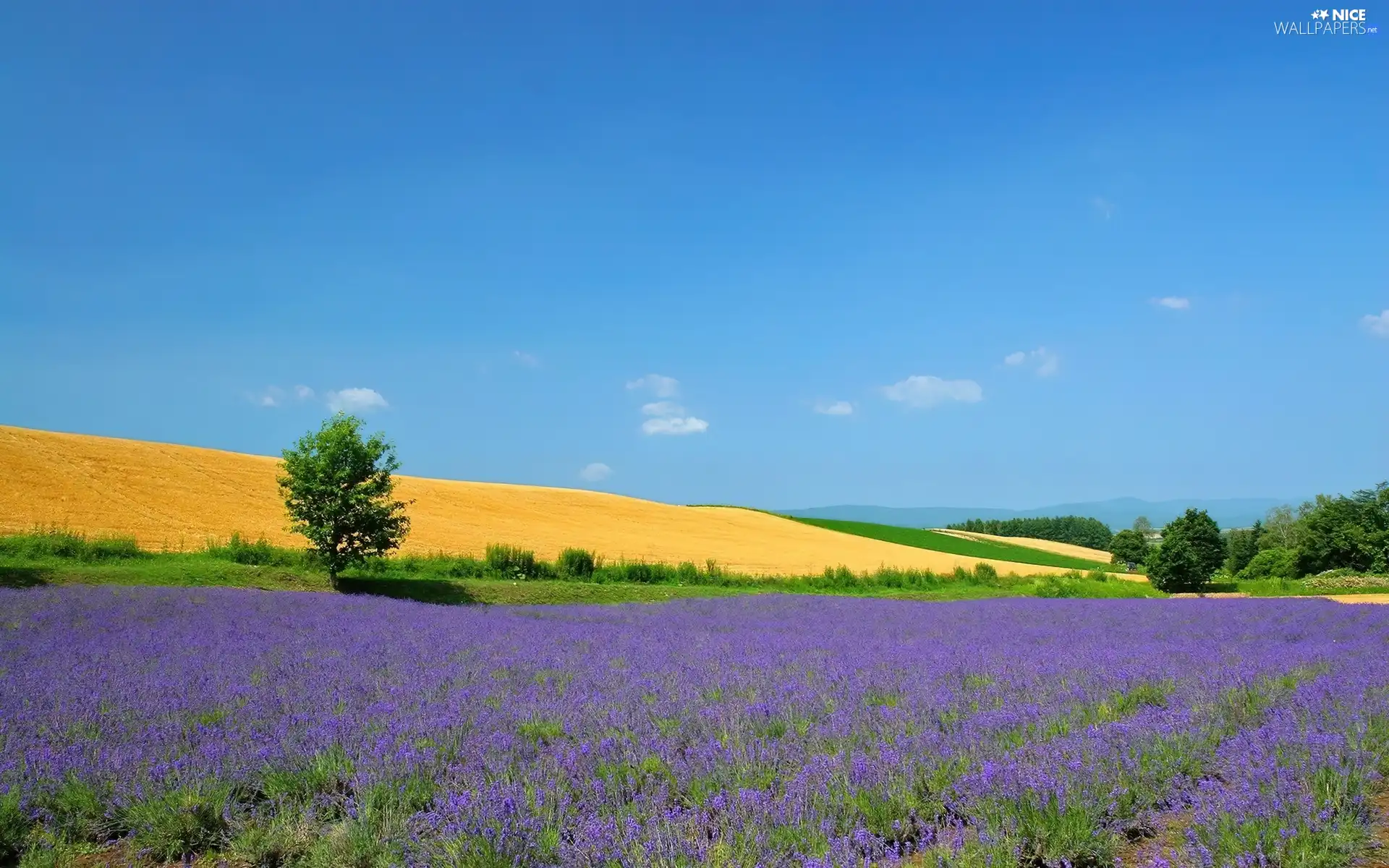 Field, Sky, Narrow-Leaf Lavender, trees