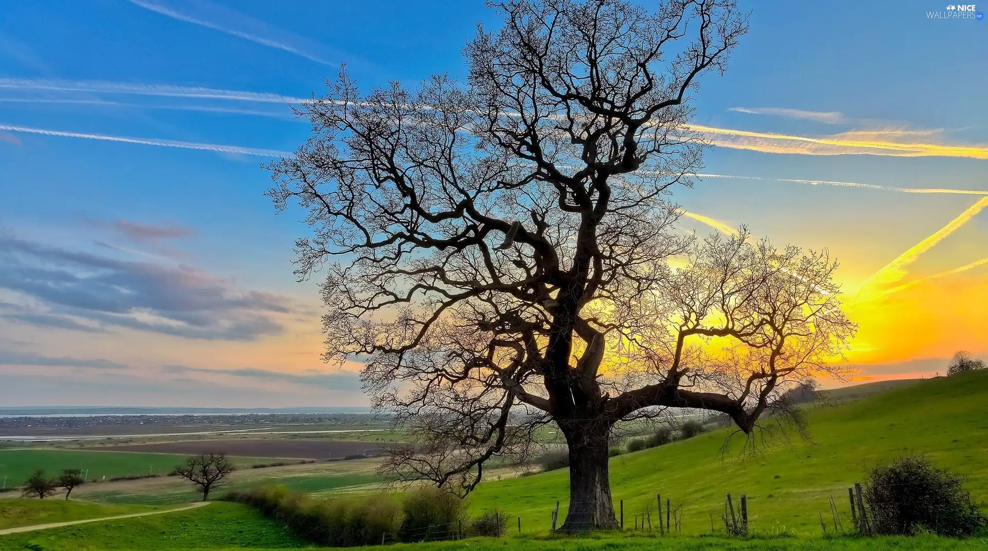 field, trees, Sky, medows