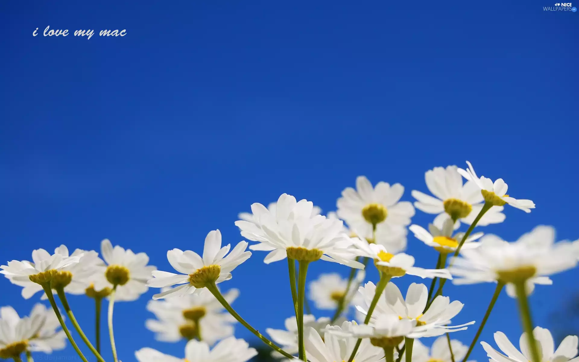 Flowers, commercial, Mac, Sky
