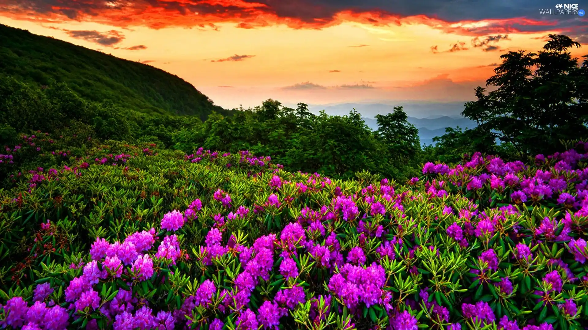 Sky, Mountains, Flowers