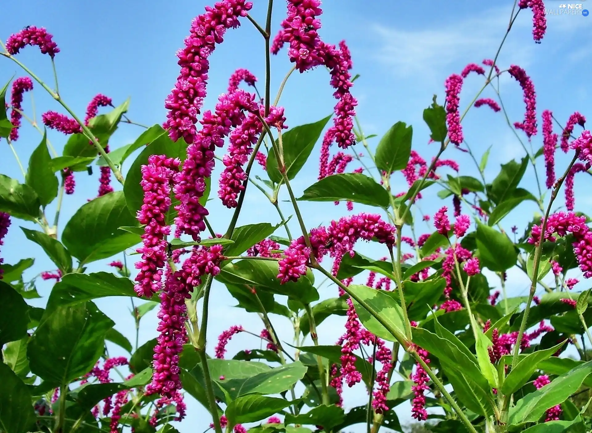 Sky, purple, Flowers