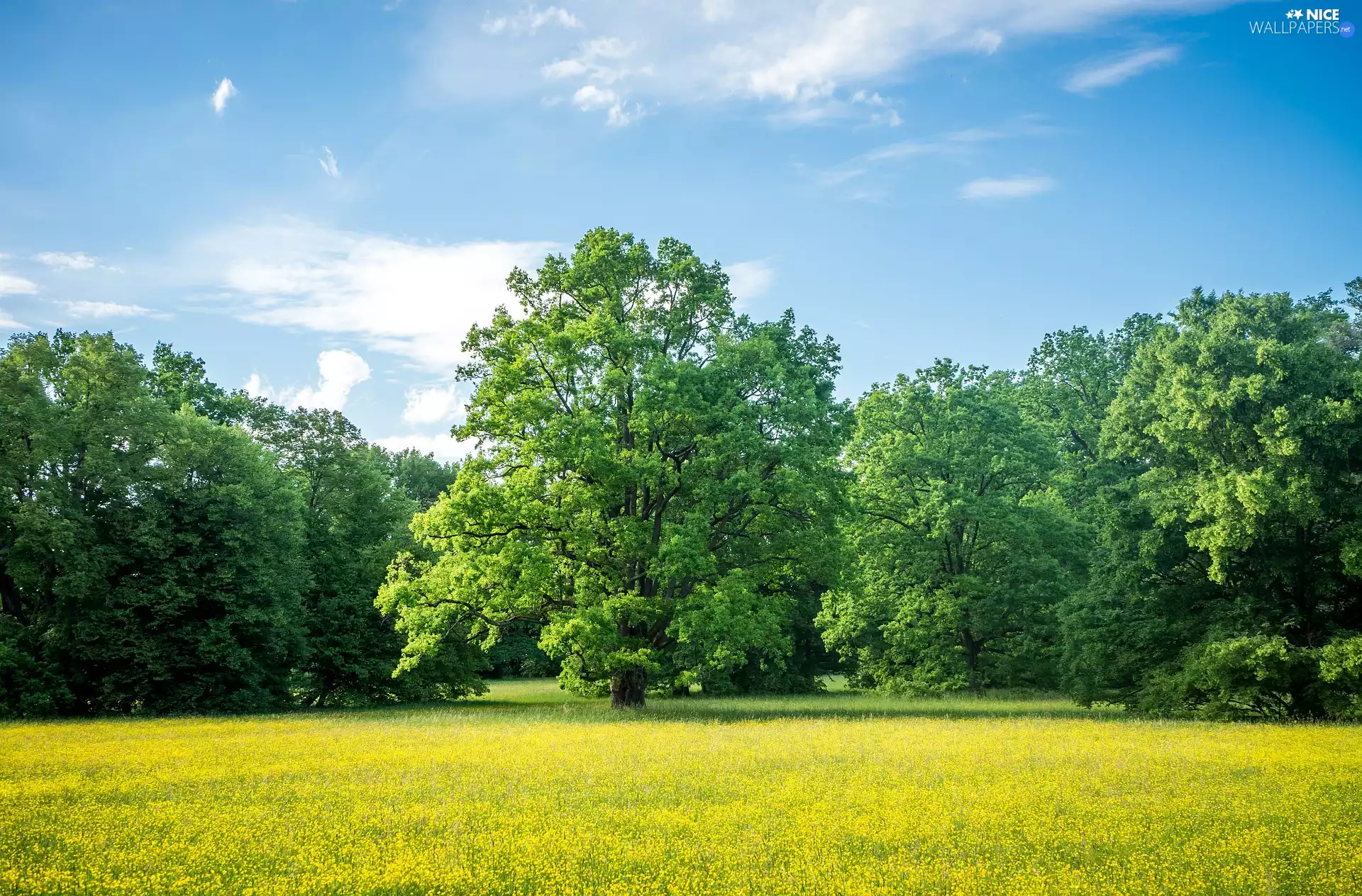 oak, trees, Flowers, Sky, Forest Meadow, viewes