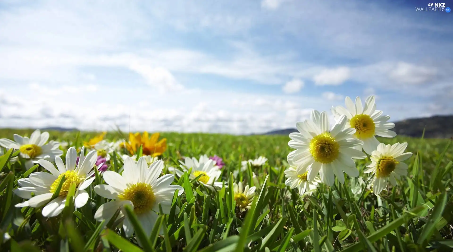 Sky, White, Flowers