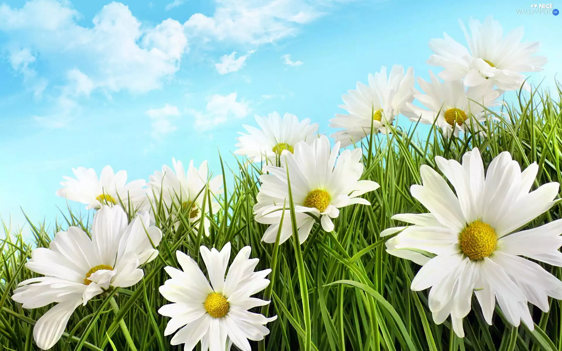 Sky, chamomile, grass