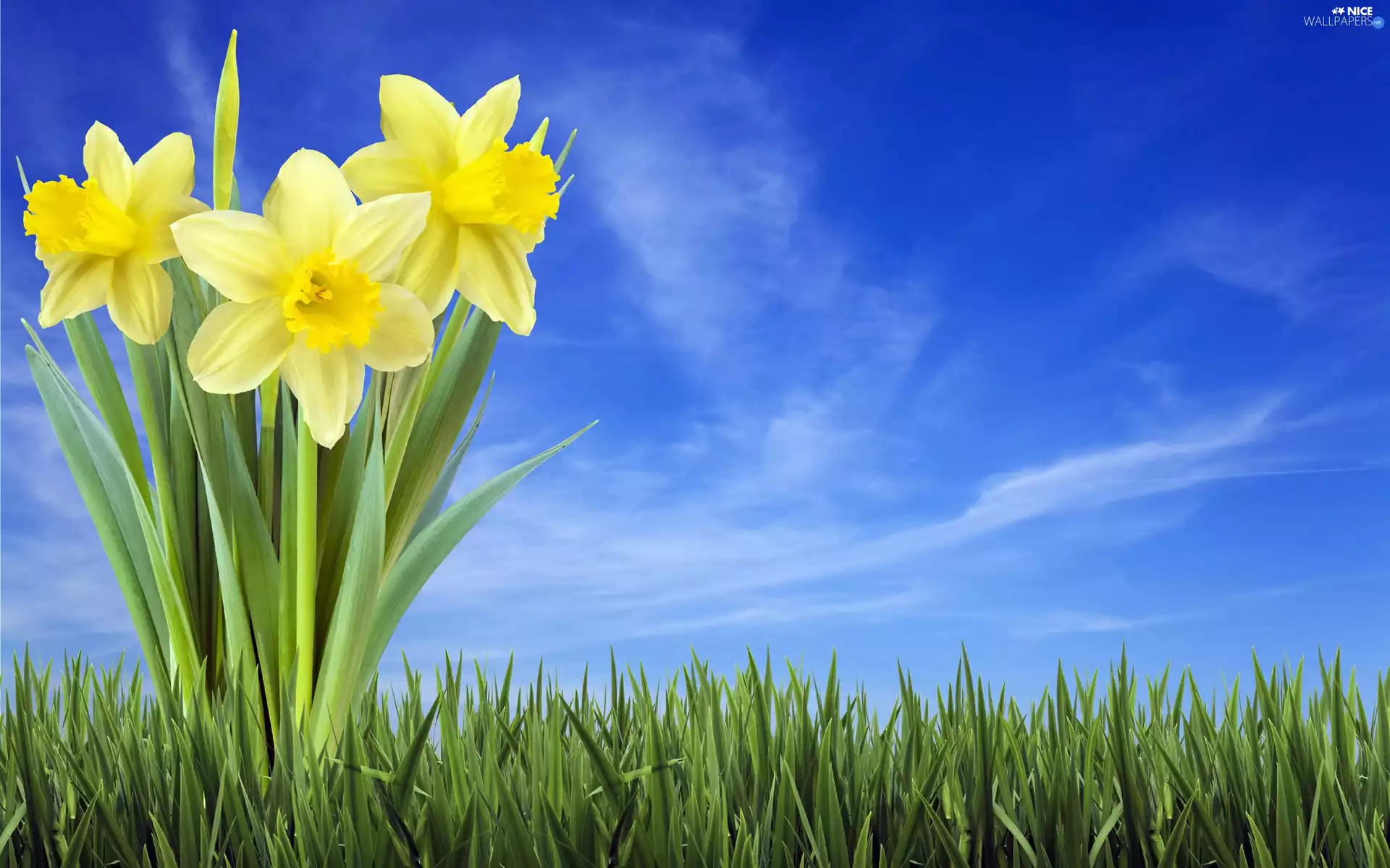 Sky, Daffodils, grass