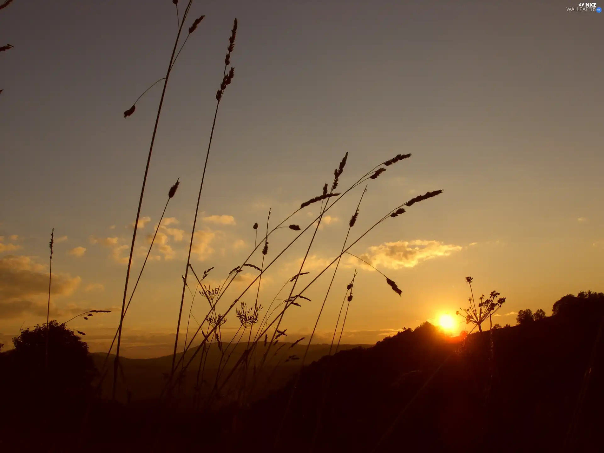 grass, Great Sunsets, Sky