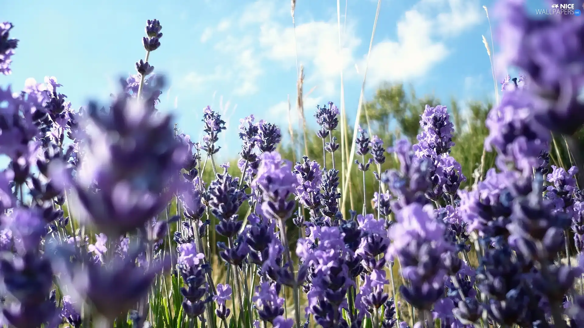 Narrow-Leaf Lavender, Field, Sky