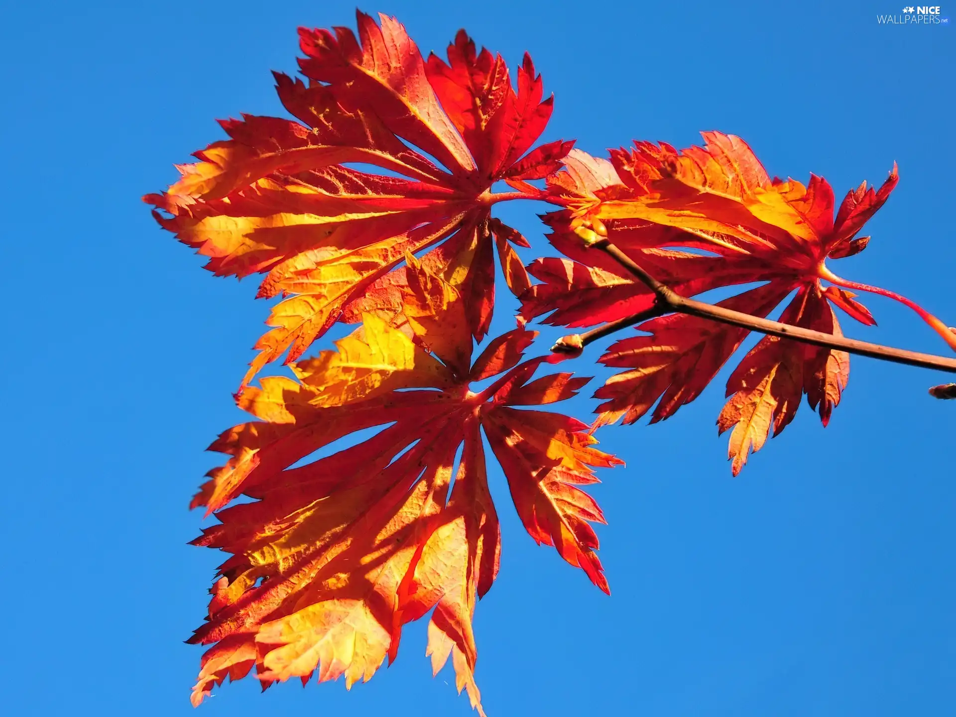 Sky, Autumn, Leaf