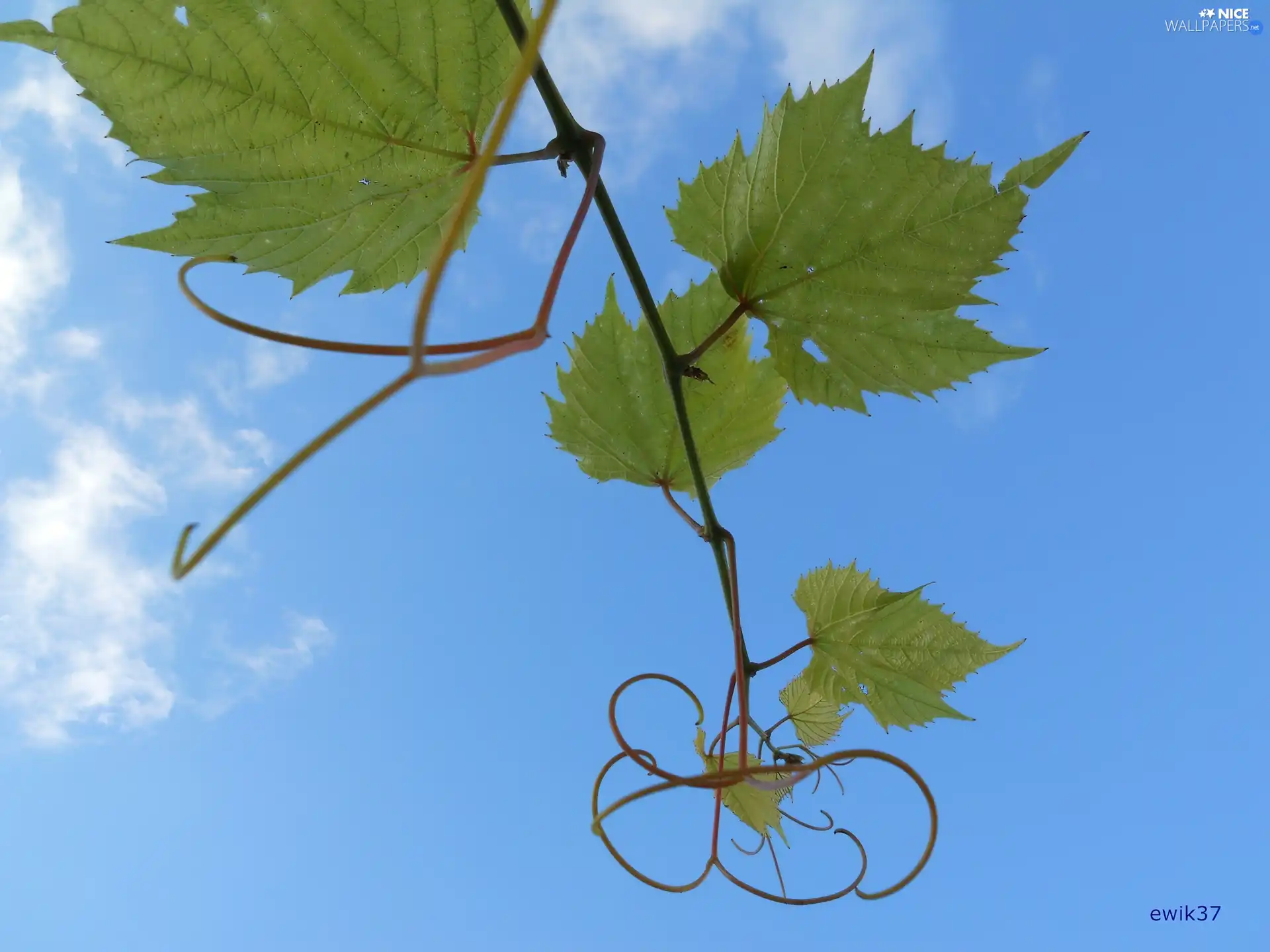 leaf, blue, Sky, Grapes