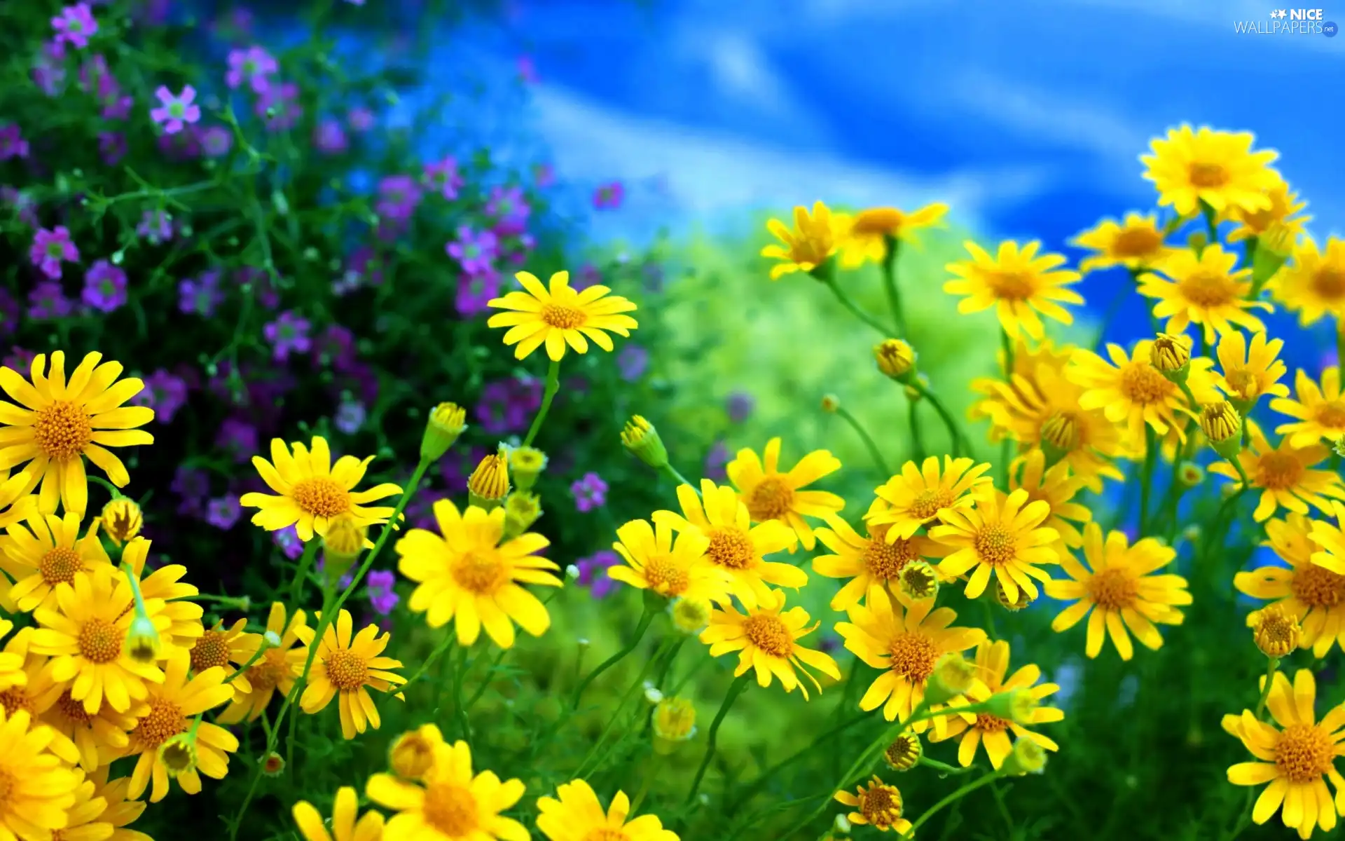 Sky, daisy, Meadow