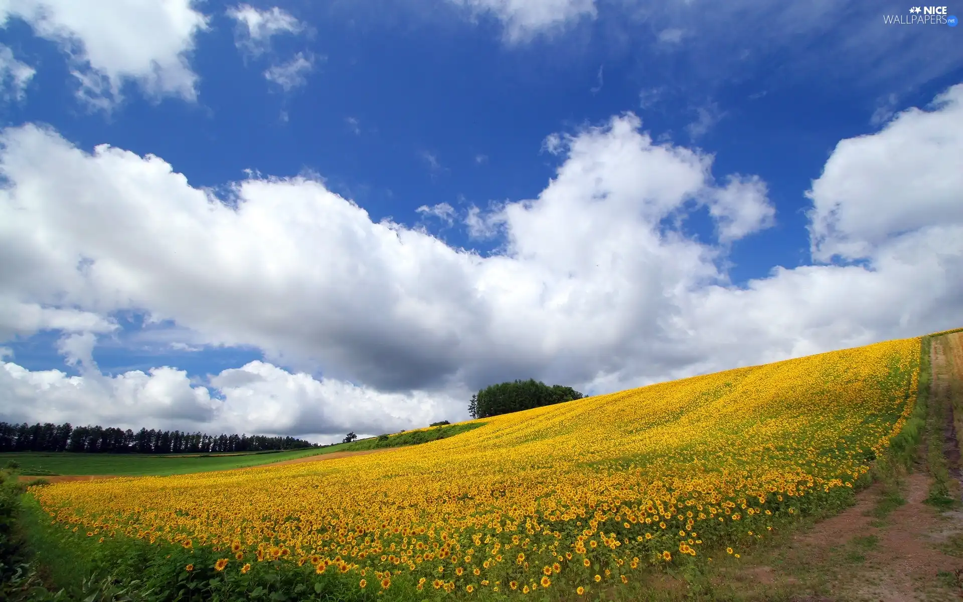 Field, Way, Sky, Nice sunflowers