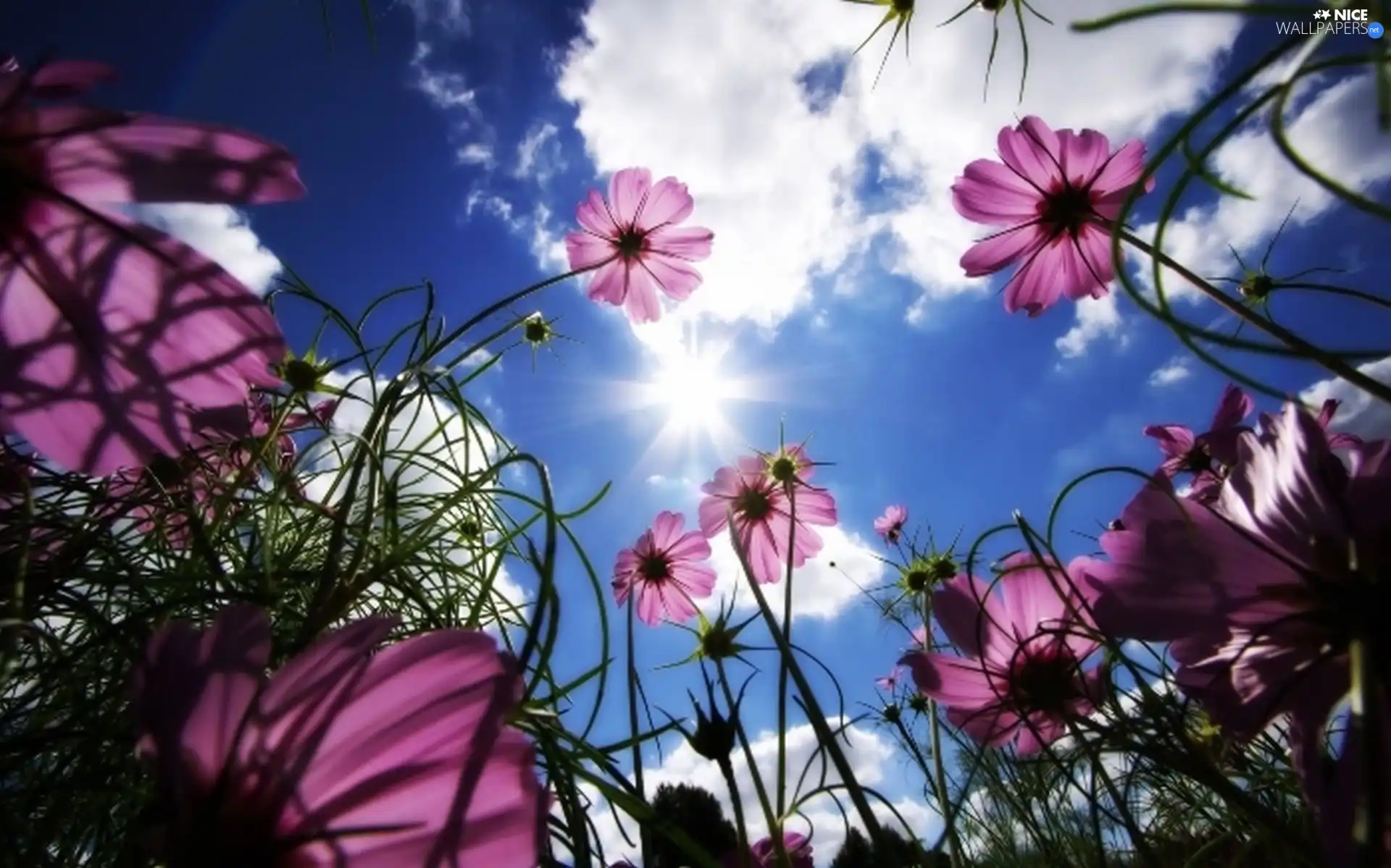 Pink, clouds, Sky, Flowers