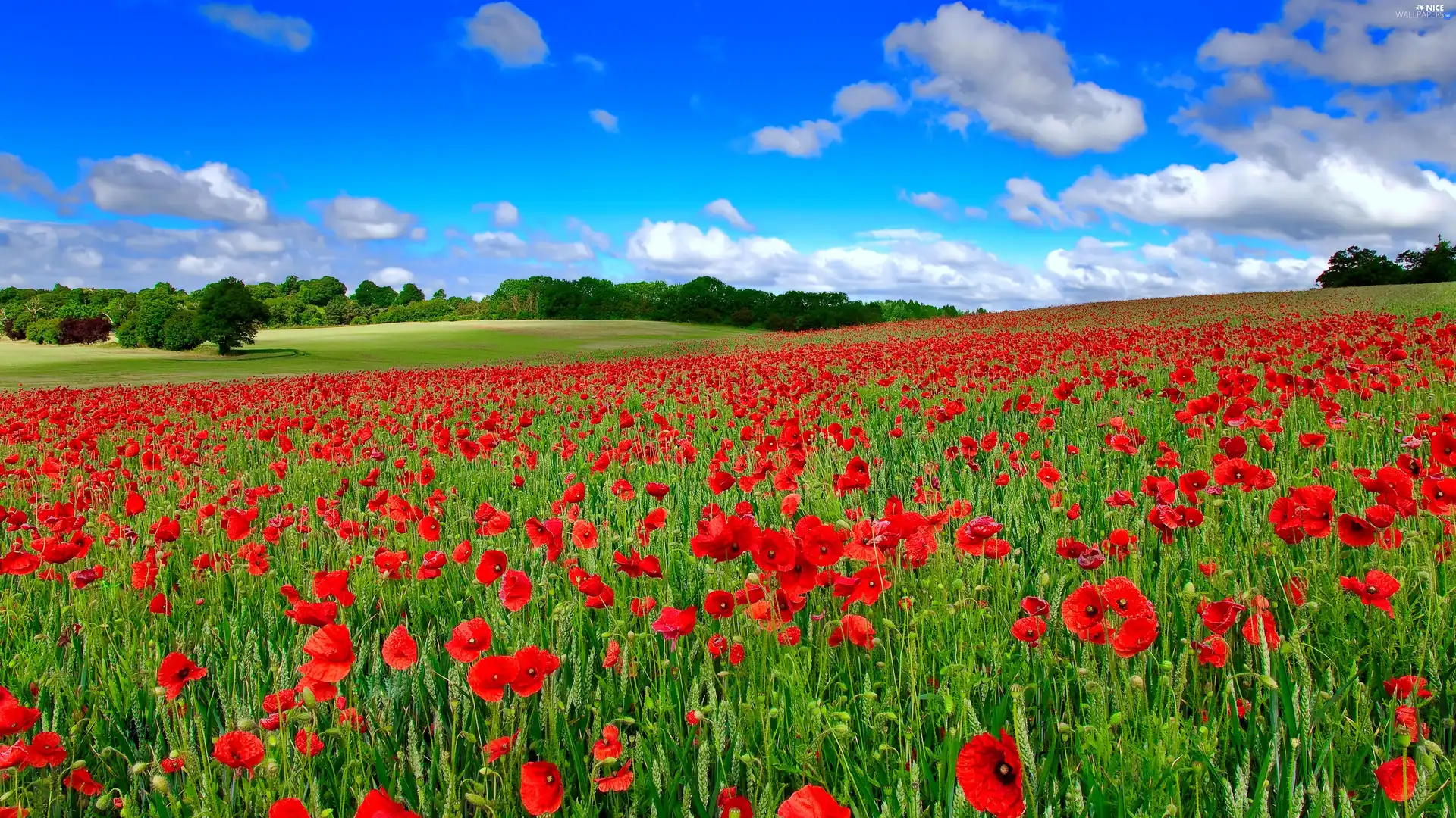 Red, field, Sky, papavers