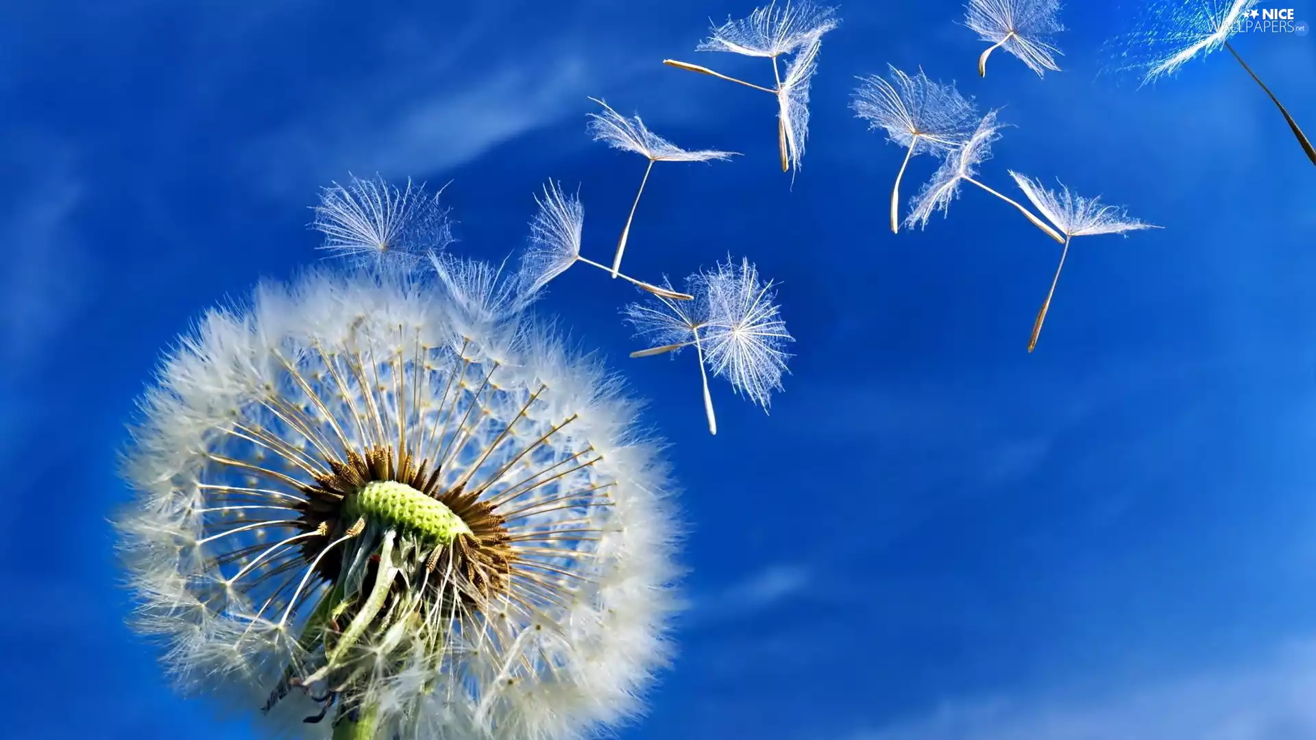 Sky, puffball, Seeds