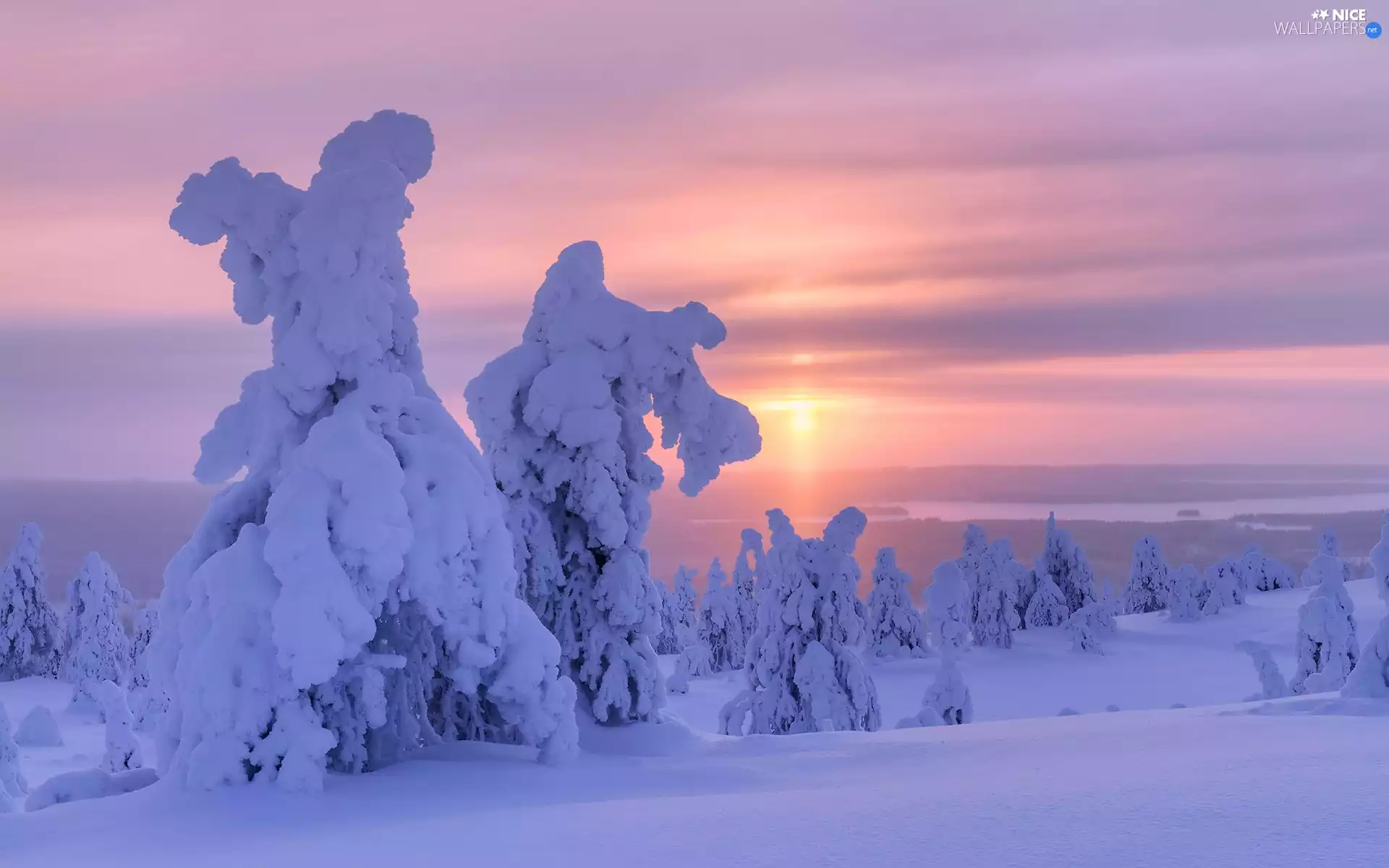 trees, winter, Sunrise, Sky, viewes, snowy