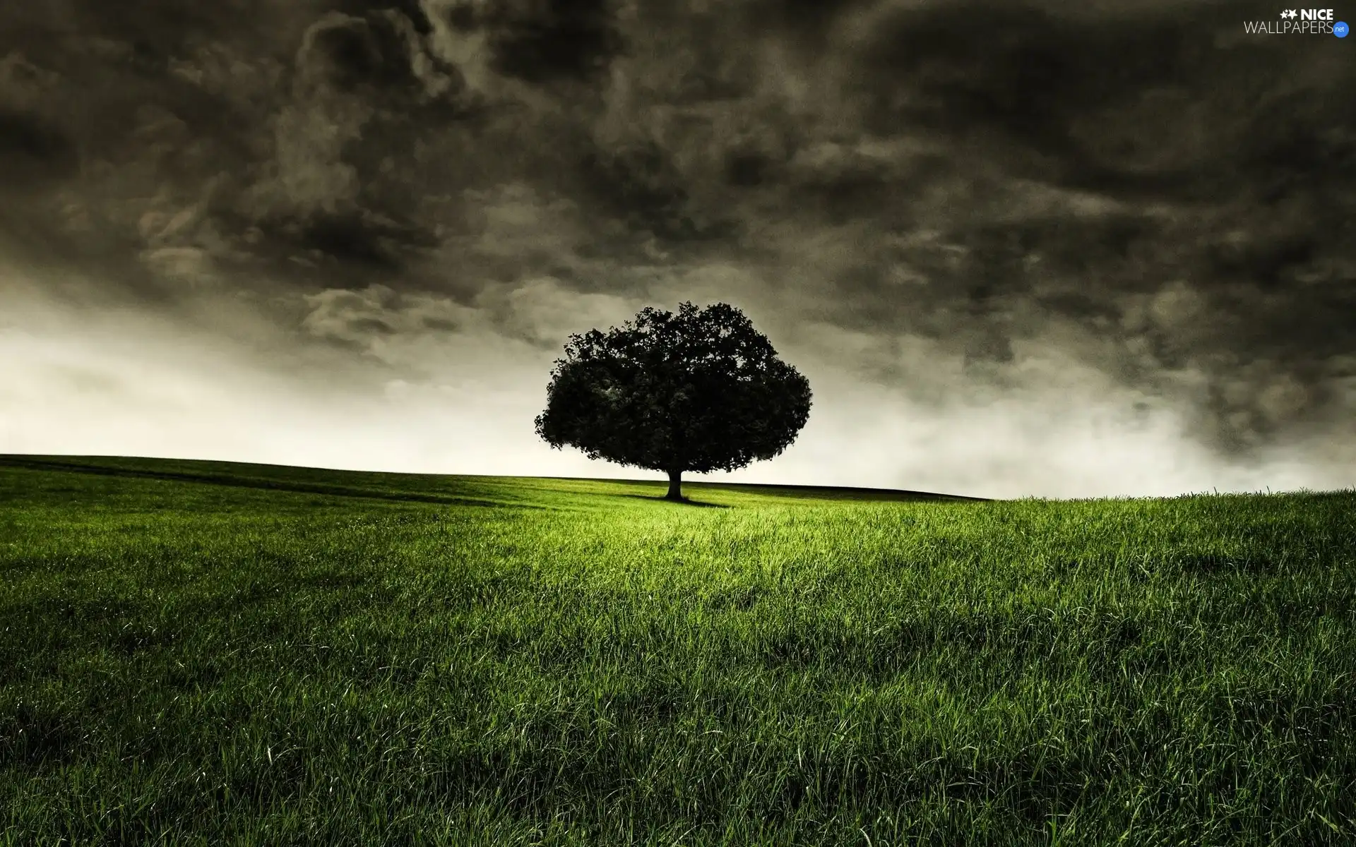 trees, dark, Sky, Field