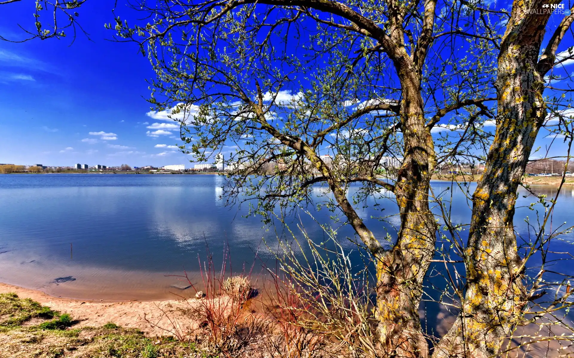 Sky, lake, trees