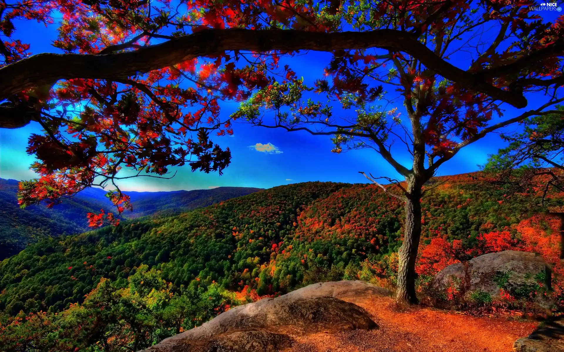 trees, Leaf, Sky, viewes