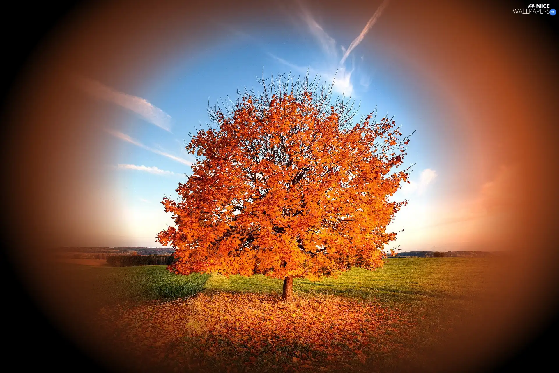 Sky, Meadow, trees