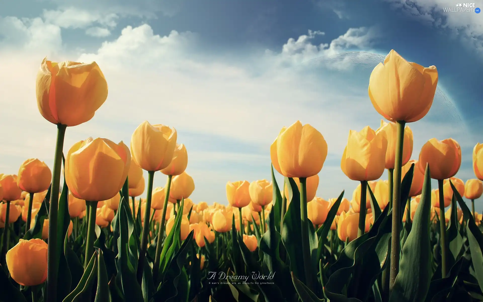 Sky, Yellow, Tulips