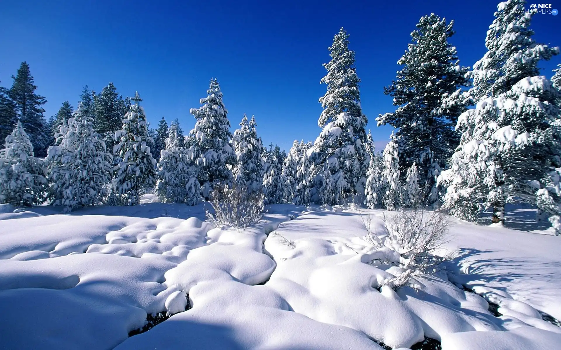 winter, Conifers, Sky, Snowy