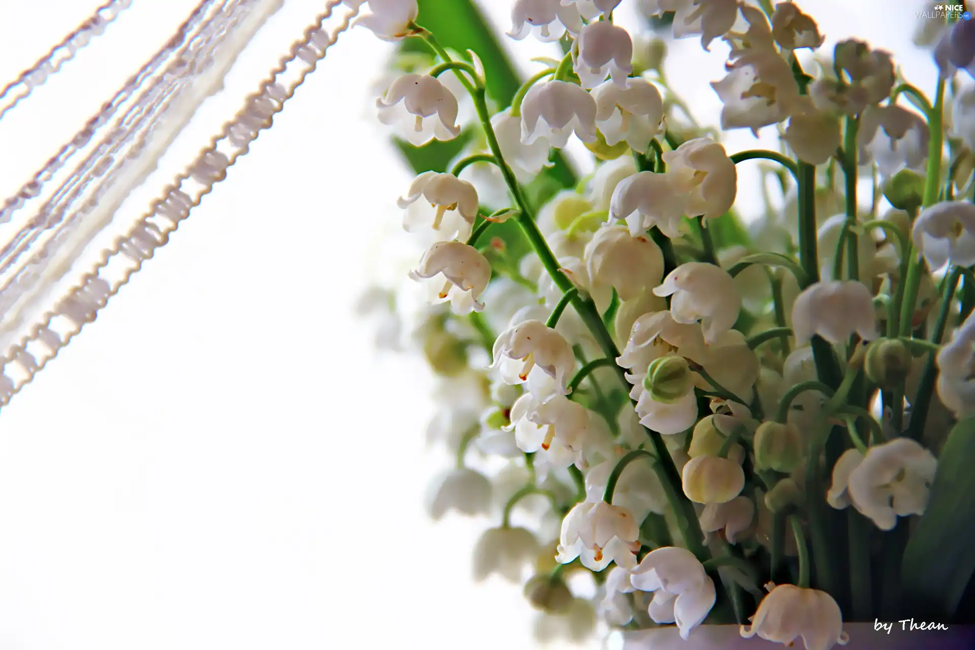 curtain, lilies, small bunch