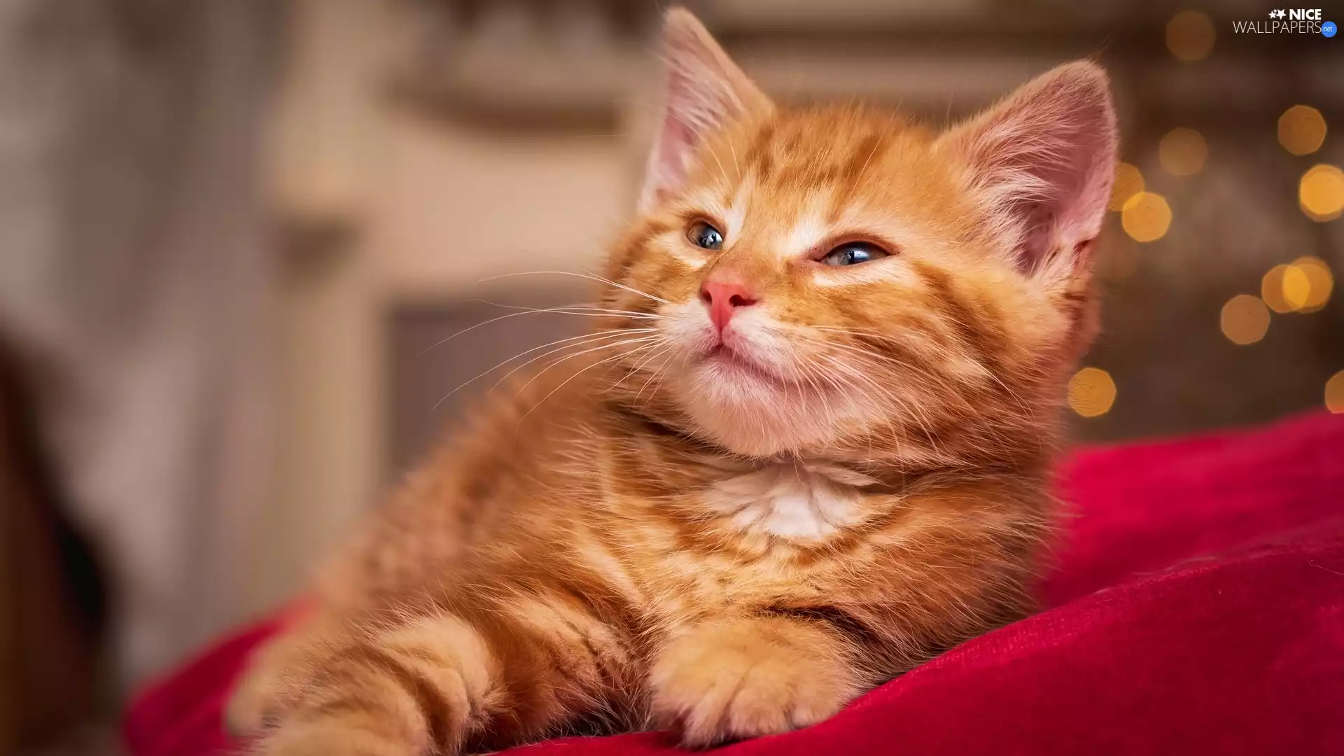 red hot, Pillow, small, cat, ginger