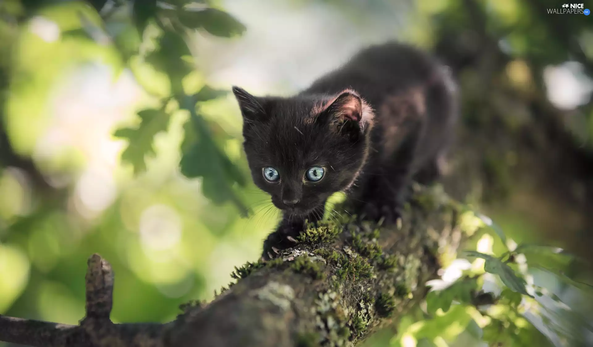 trees, Lod on the beach, kitten, Black, small