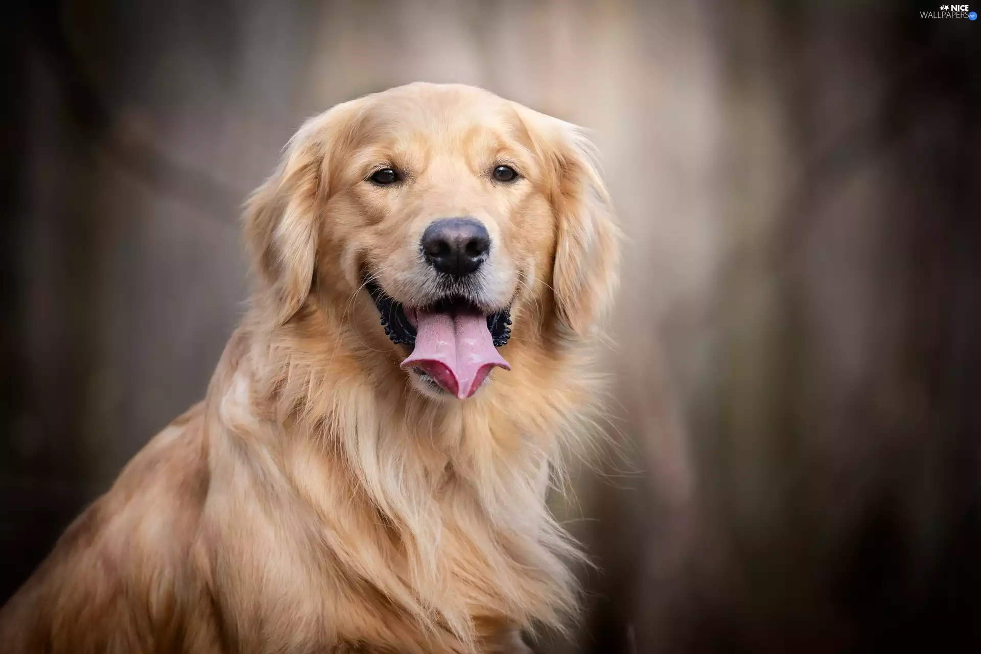 dog, Smile, tongue, Golden Retriever
