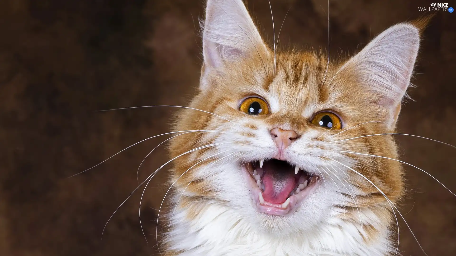 ginger, cat, mouth, smiling