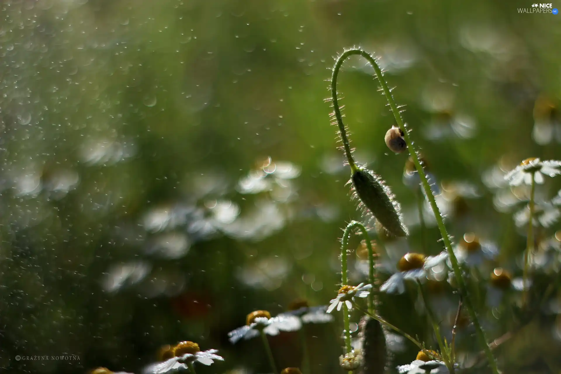 chamomile, drops, snail, bud