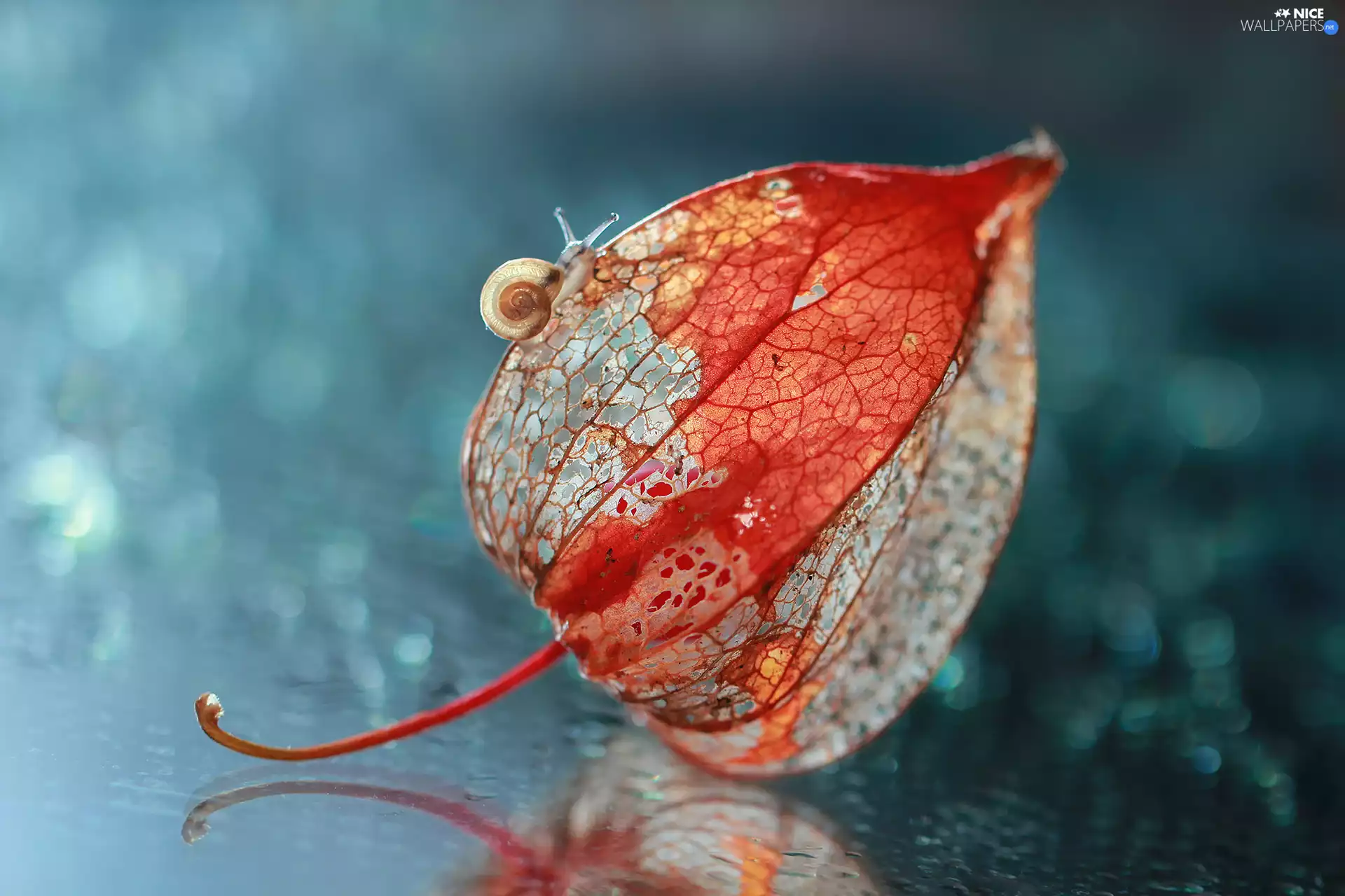 Close, physalis bloated, Snail