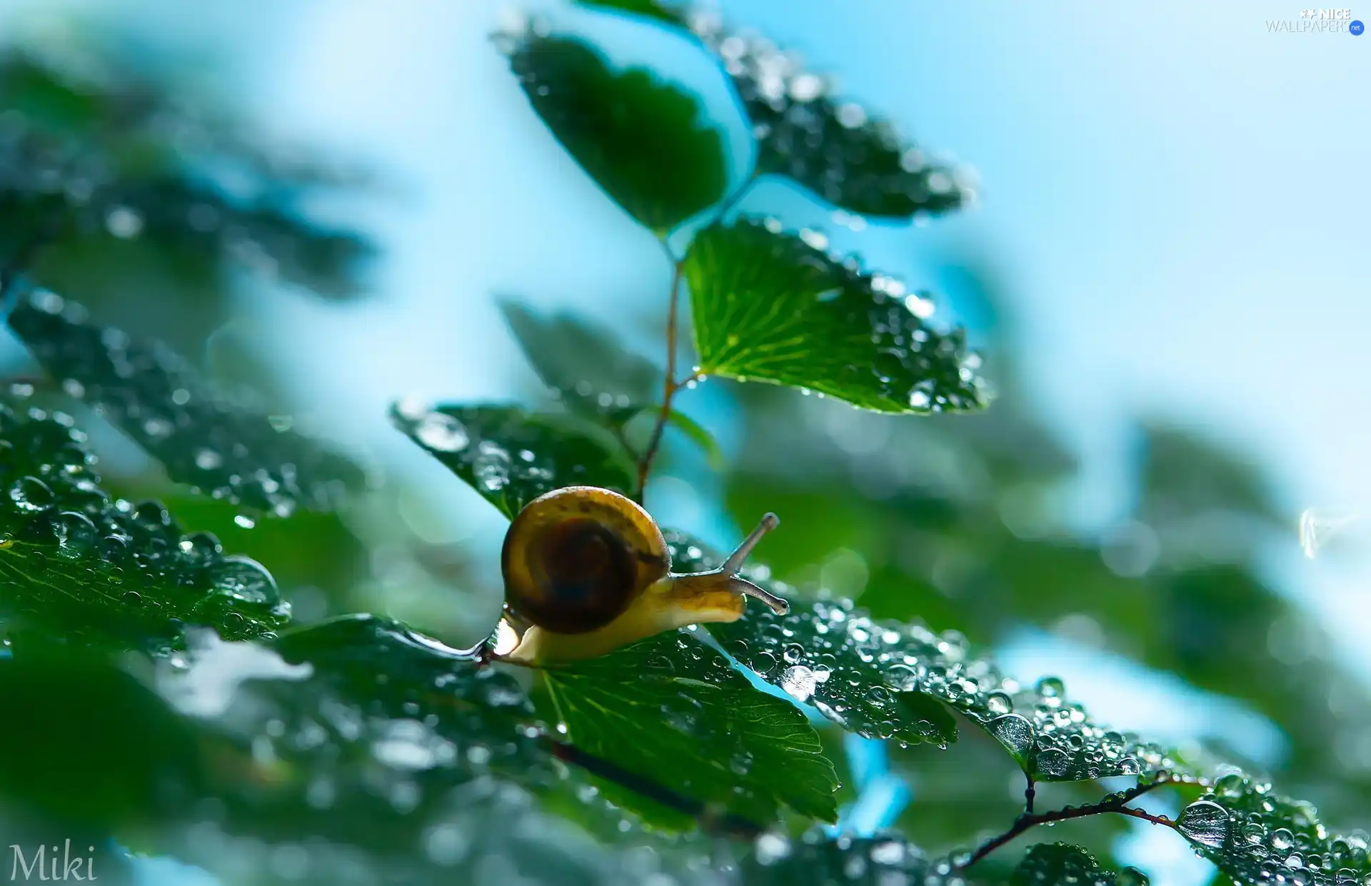 snail, Close, an, Leaf, drops