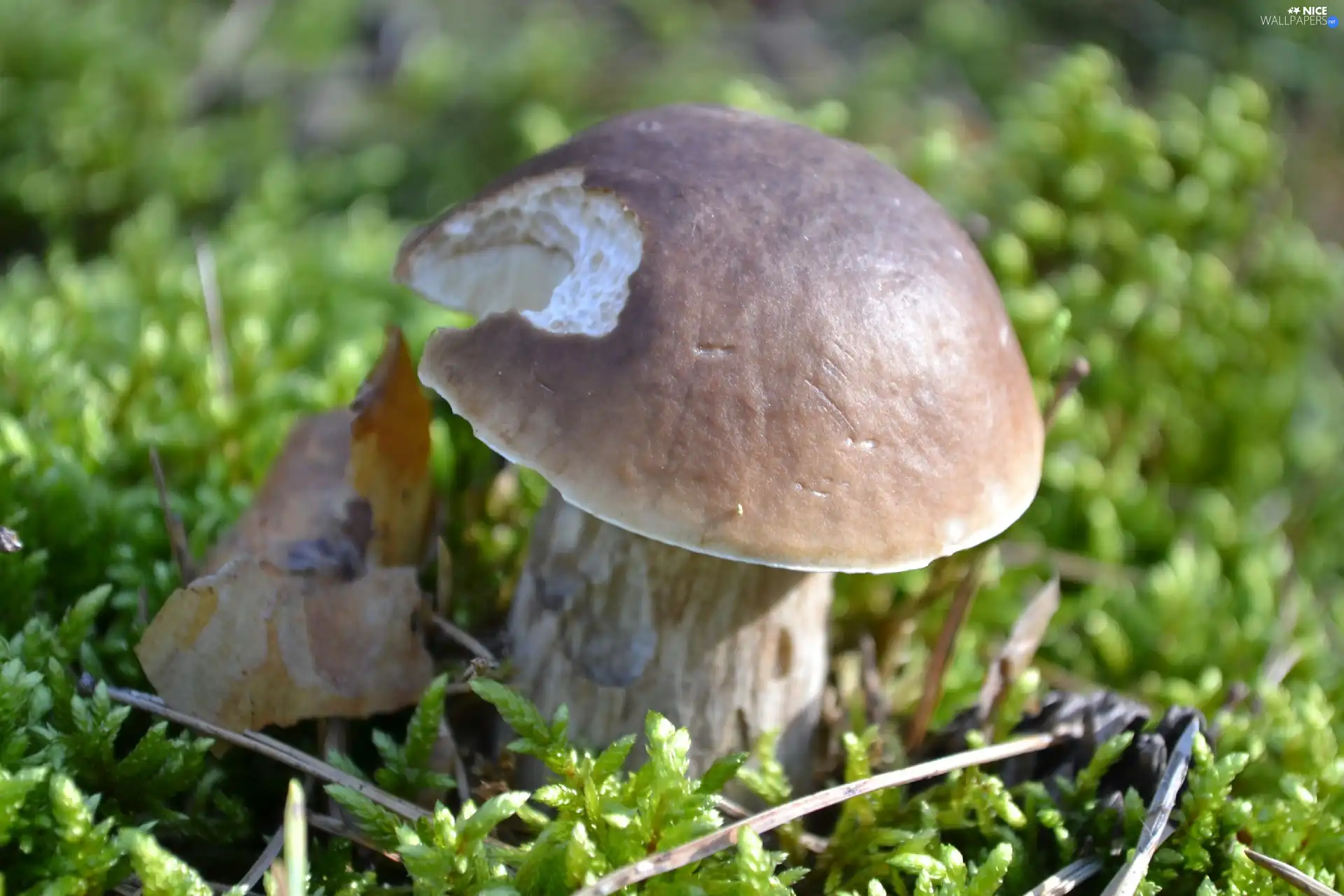 snail, Moss, Bitten, by, Boletus edulis
