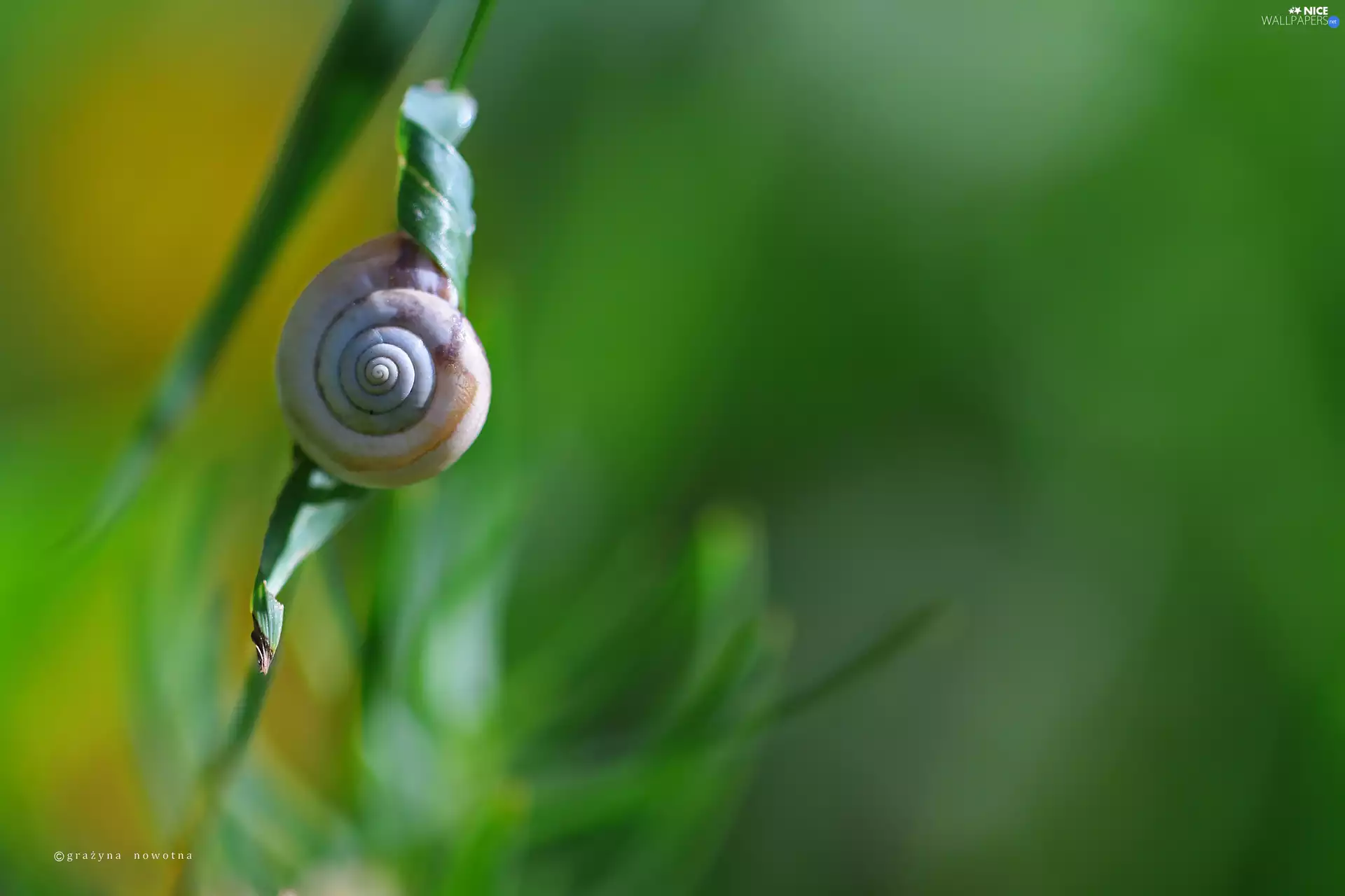 snail, shell