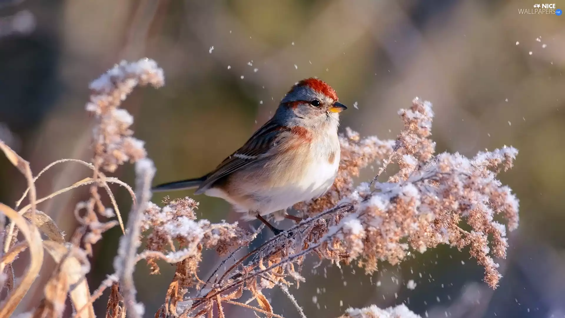 Bird, redpoll, A snow-covered, plant, winter