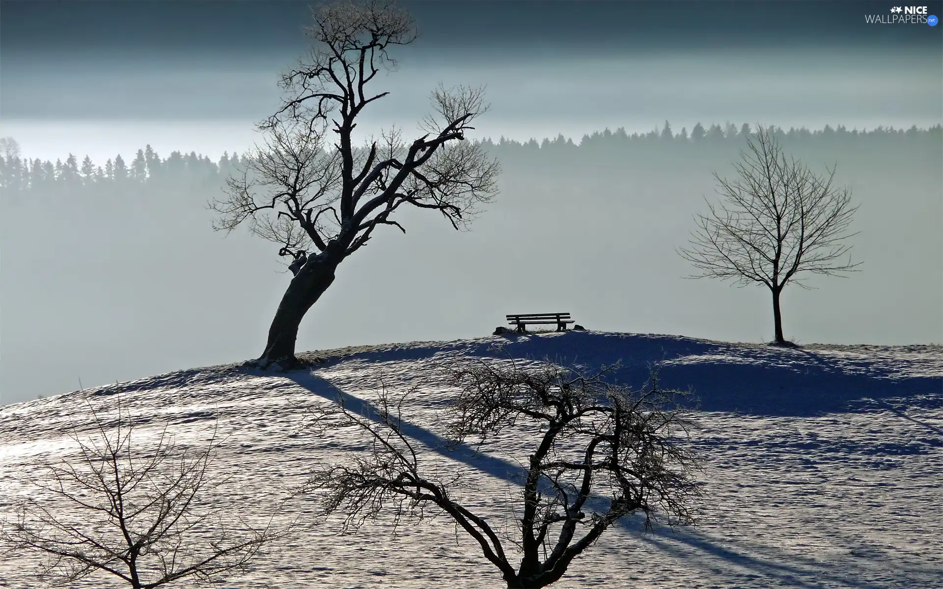 snow, Bench, trees, viewes, dry