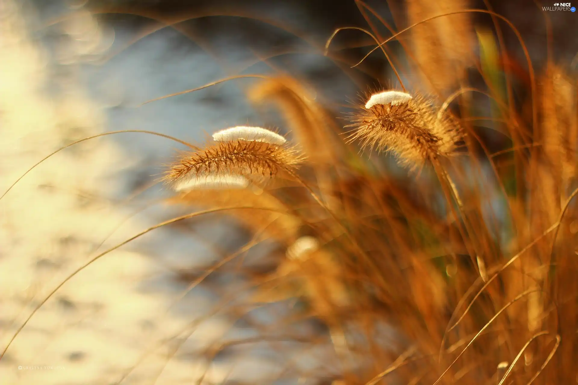 snow, grass, blades