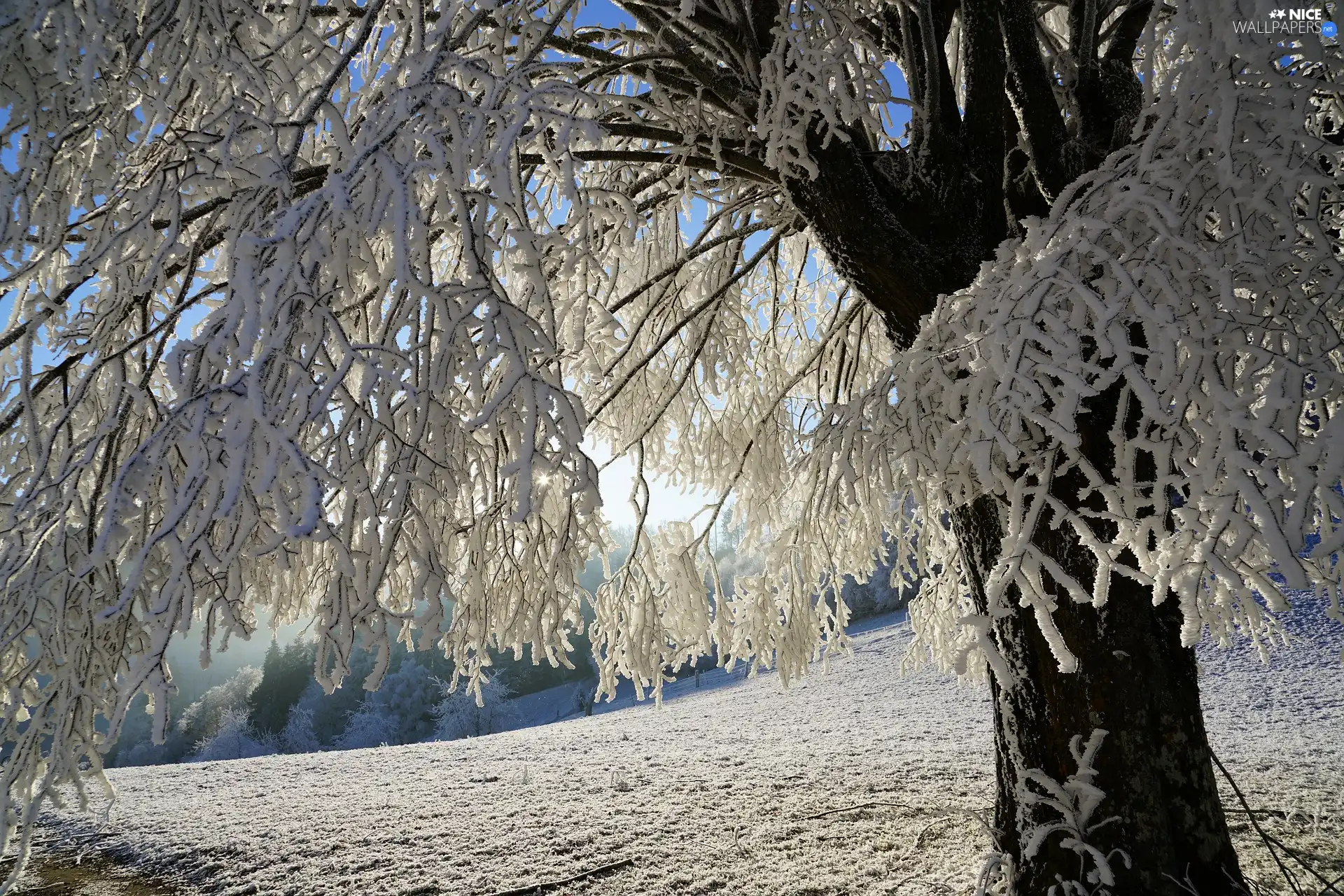 snow, winter, trees, Snowy, flash, luminosity, ligh, sun, branch pics