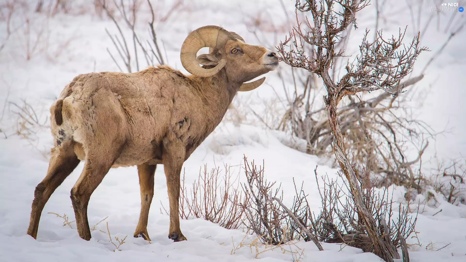 snow, mouflon, Bush