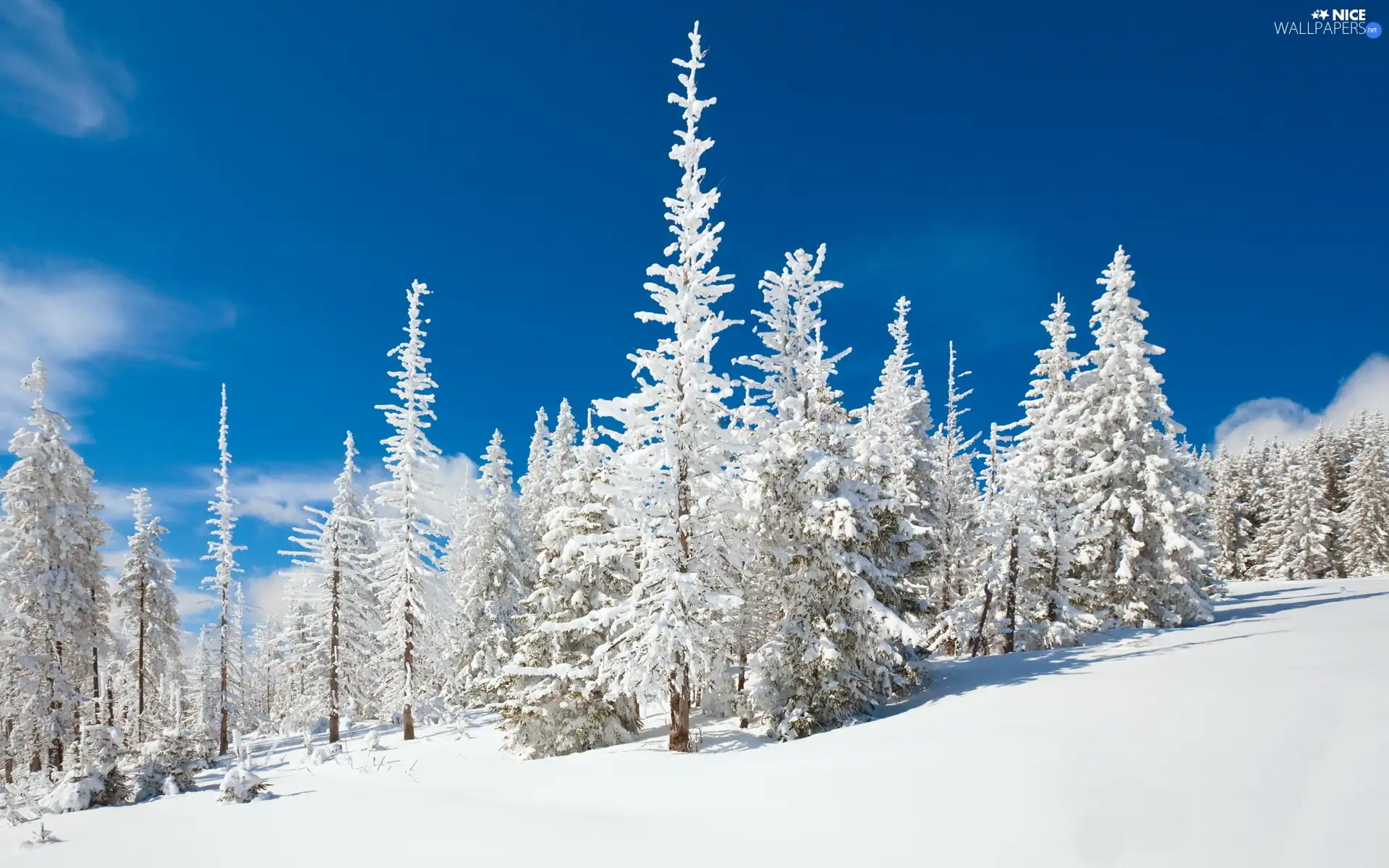 snow, Snowy, Christmas