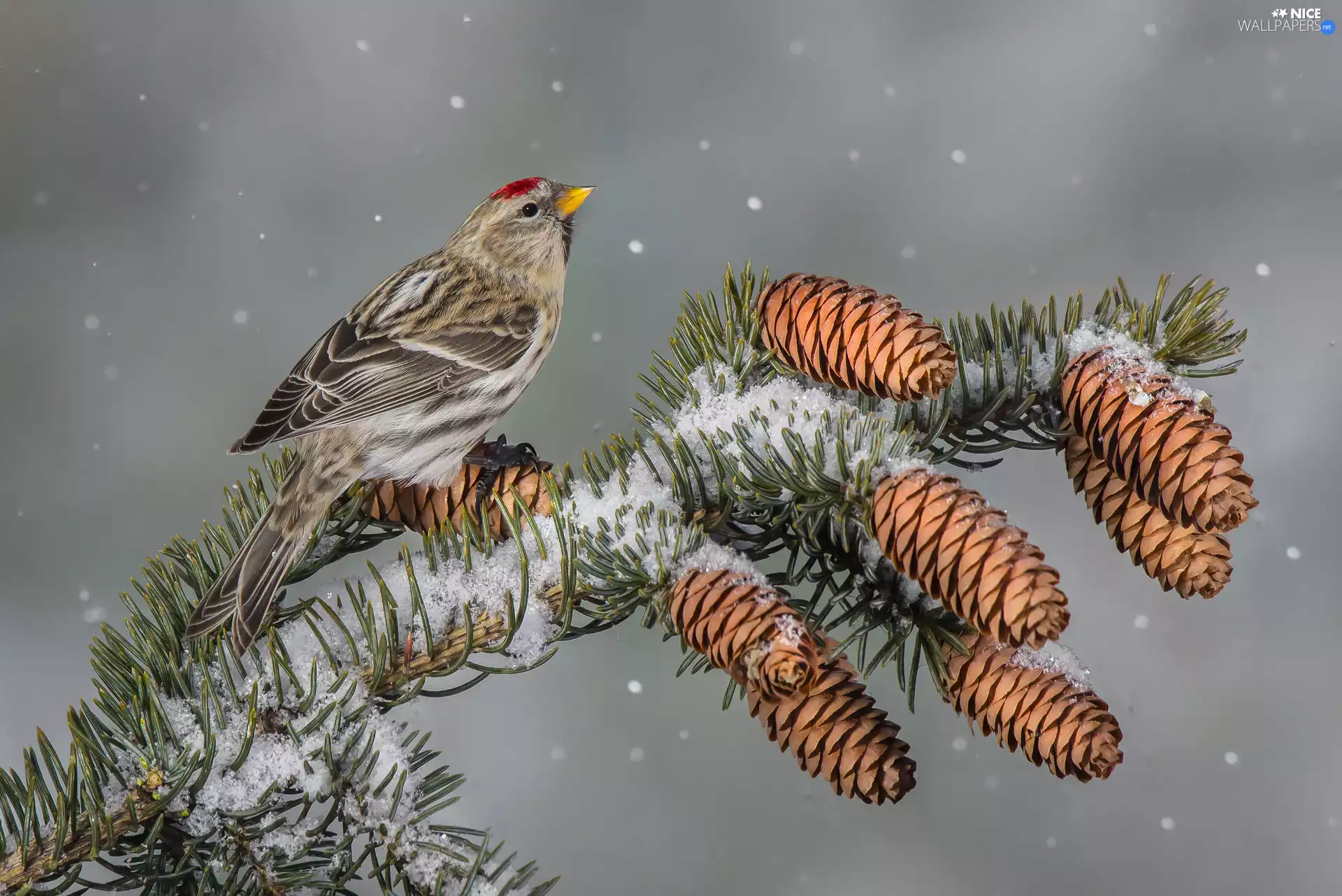 twig, Bird, cones, snow, spruce, Common Redpoll