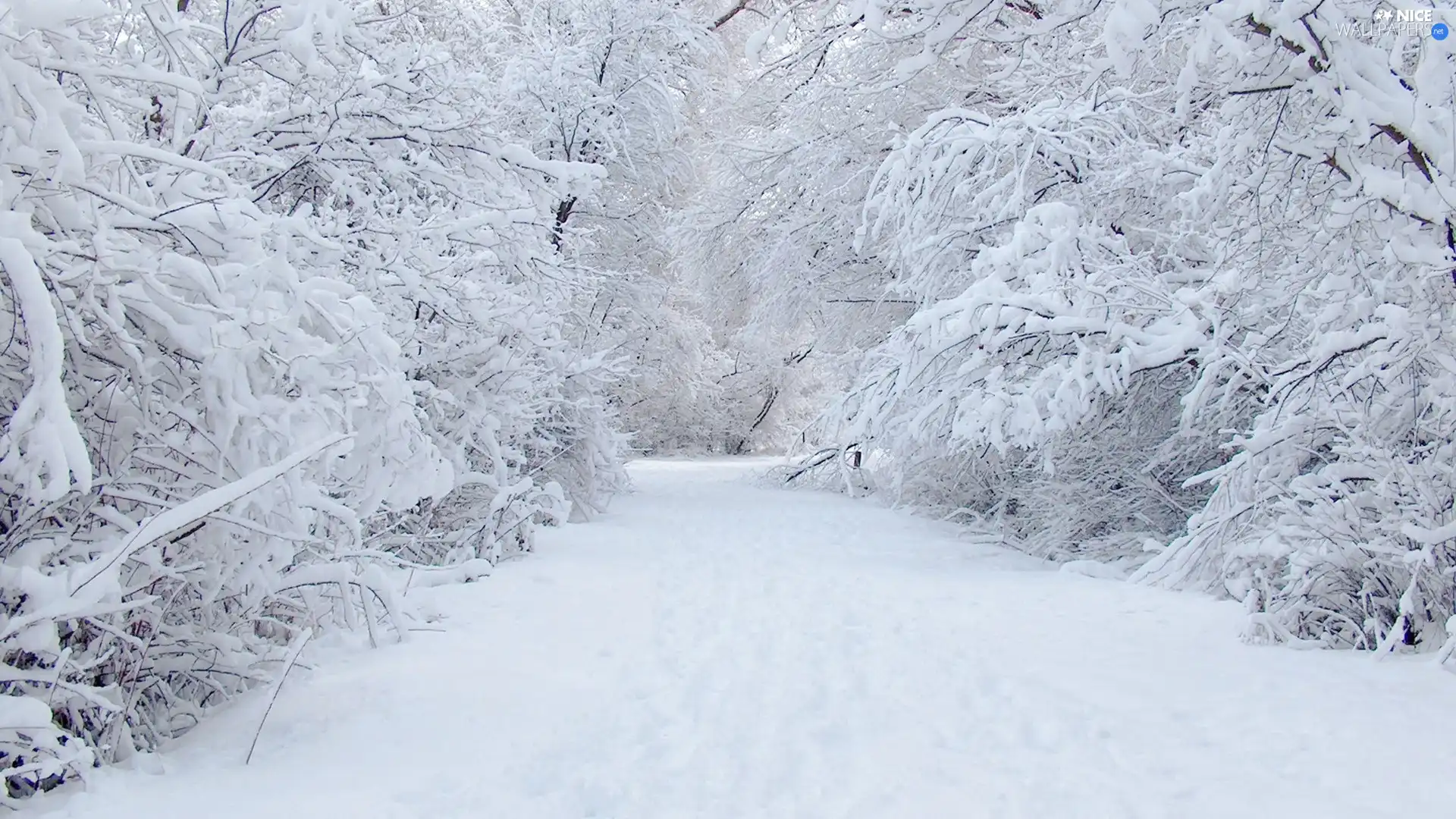 snow, Bush, Covered