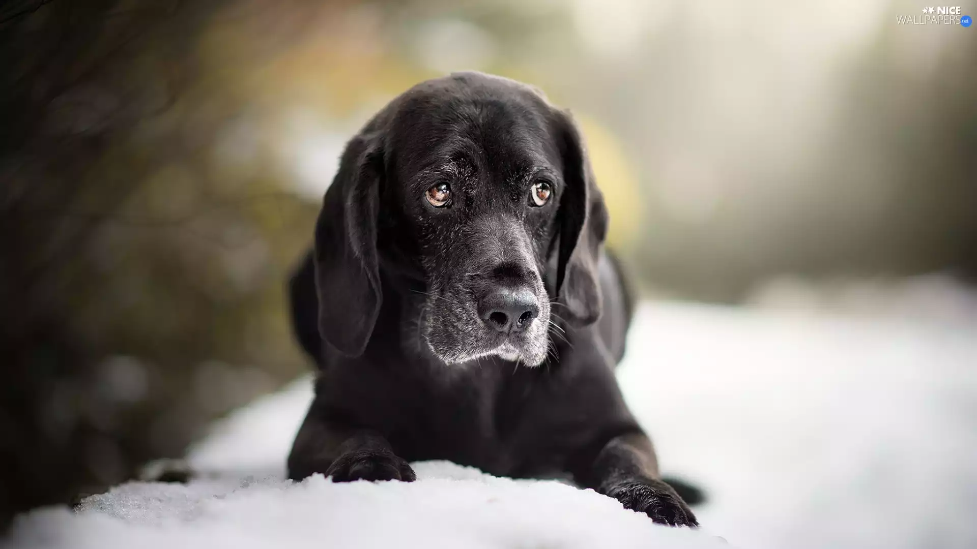 snow, Black, dog